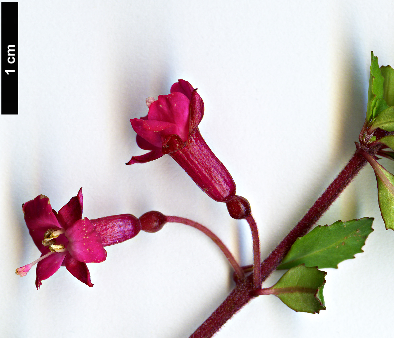 High resolution image: Family: Onagraceae - Genus: Fuchsia - Taxon: thymifolia