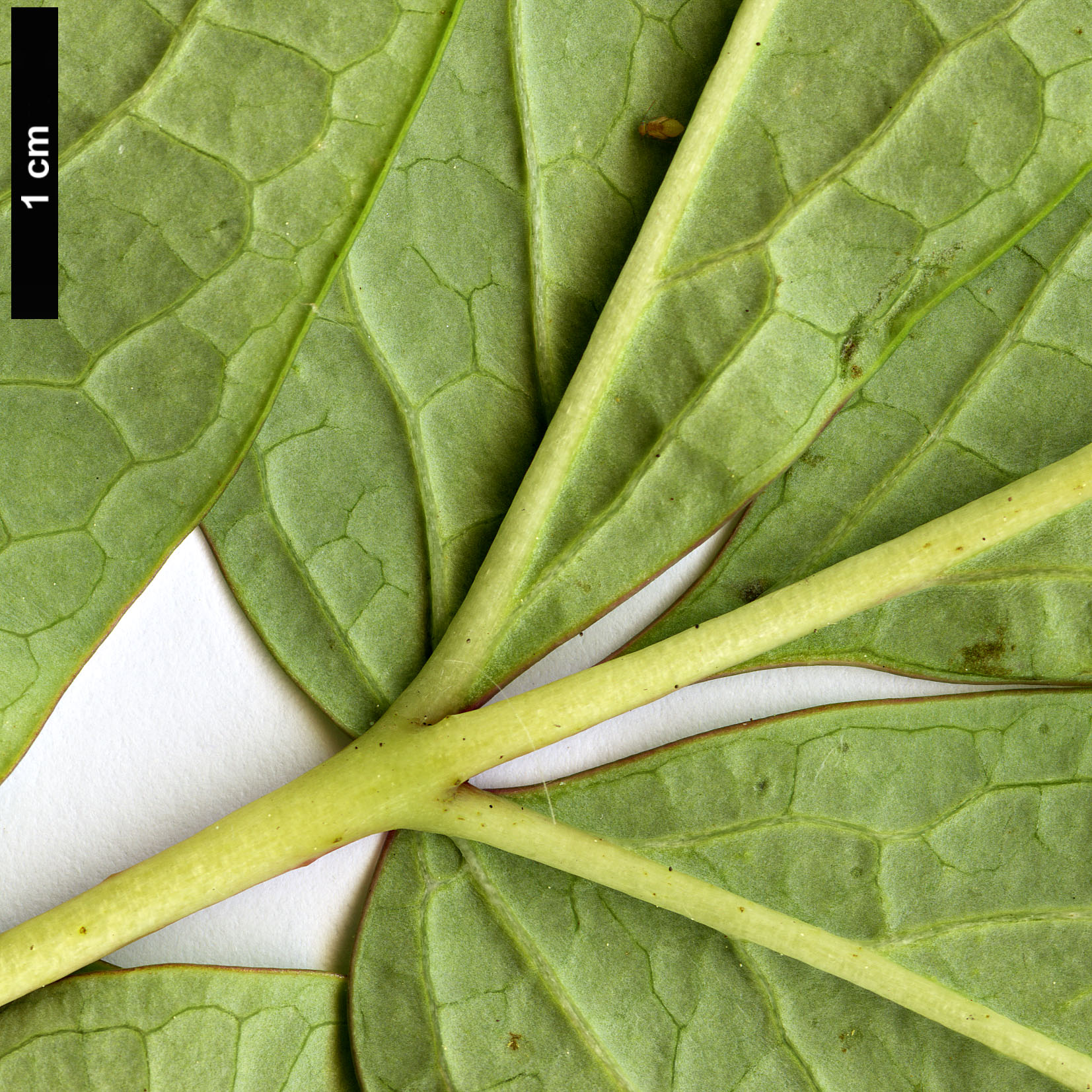 High resolution image: Family: Paeoniaceae - Genus: Paeonia - Taxon: ostii