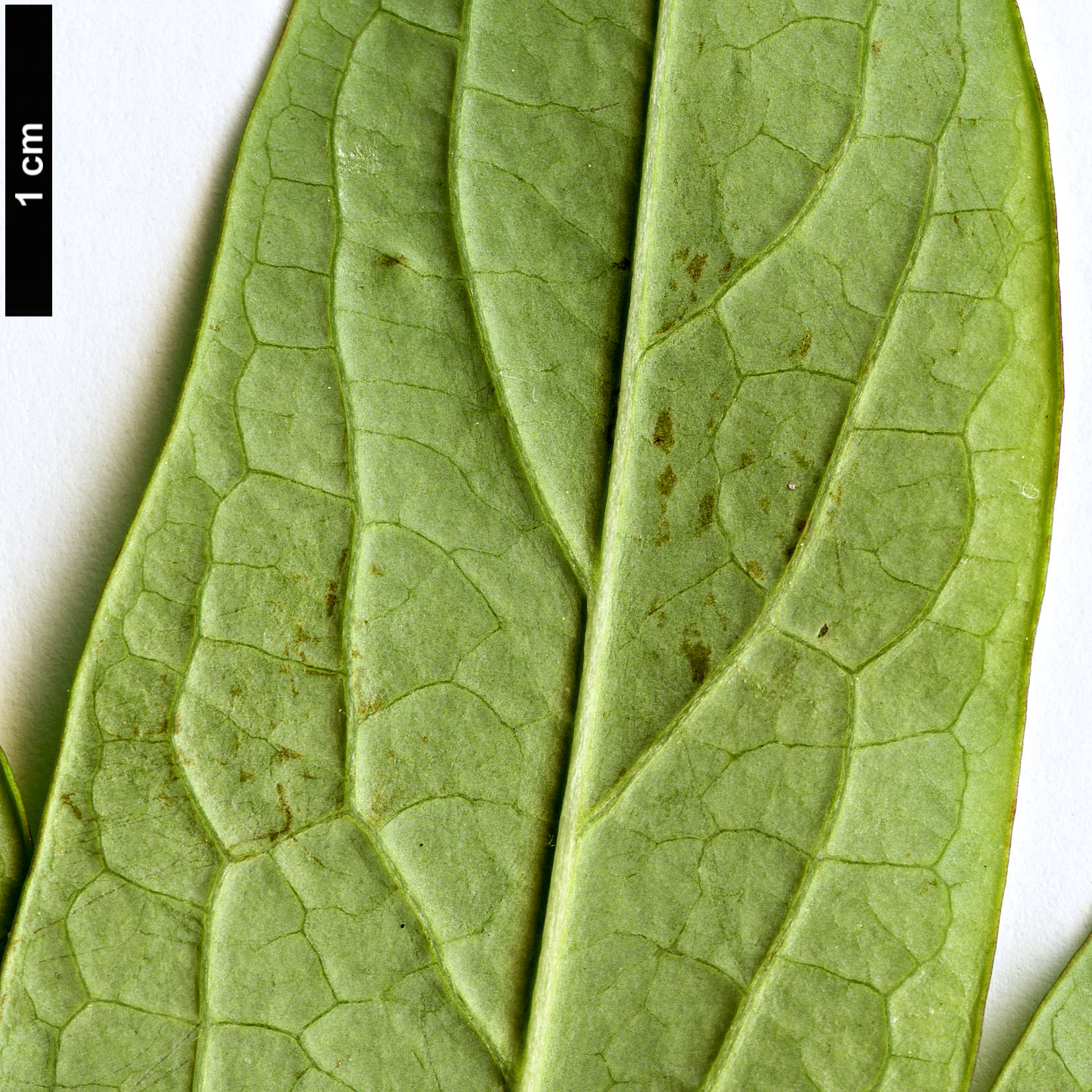 High resolution image: Family: Paeoniaceae - Genus: Paeonia - Taxon: ostii