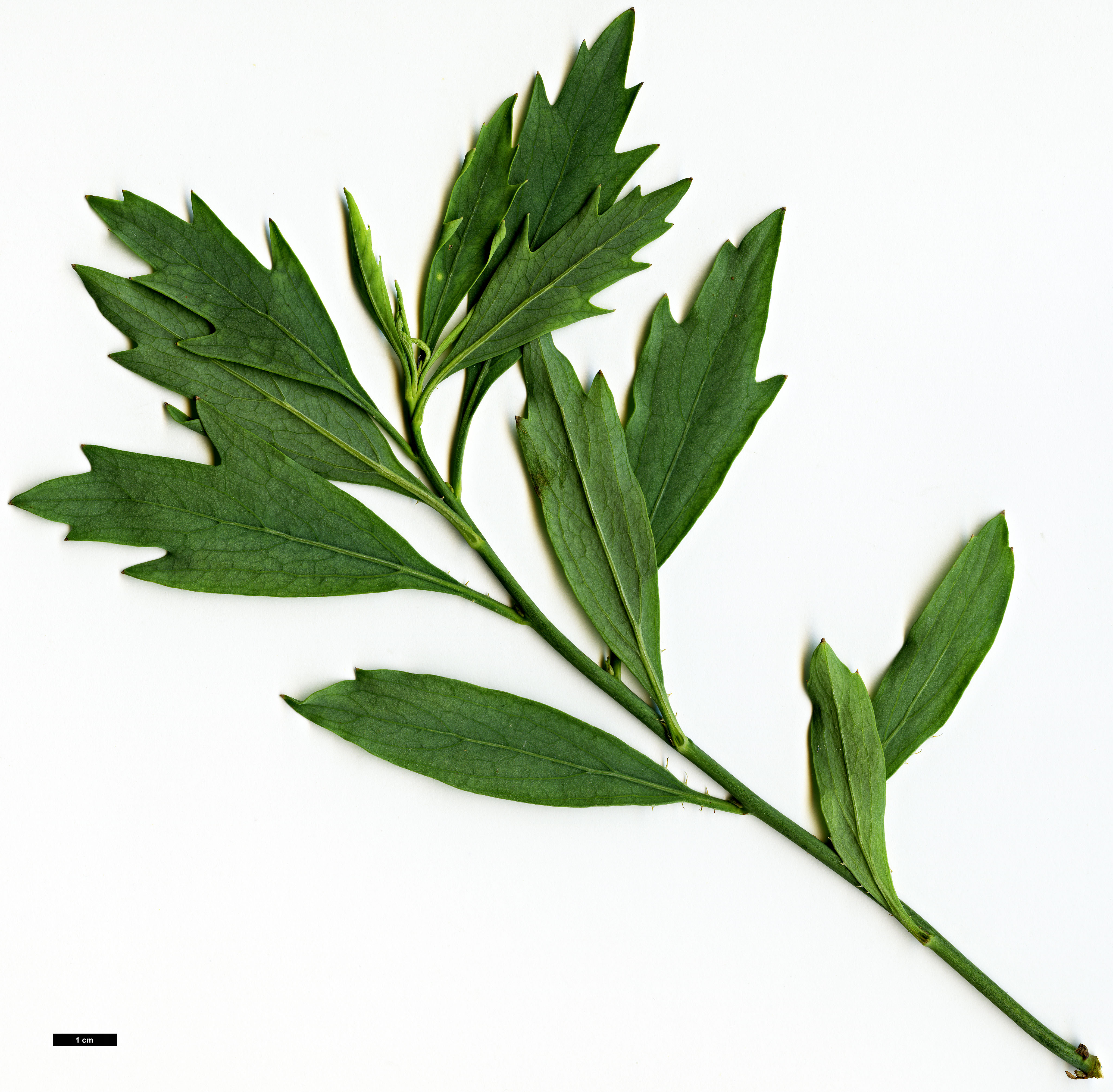 High resolution image: Family: Papaveraceae - Genus: Romneya - Taxon: coulteri High resolution image: Family: Papaveraceae - Genus: Romneya - Taxon: coulteri