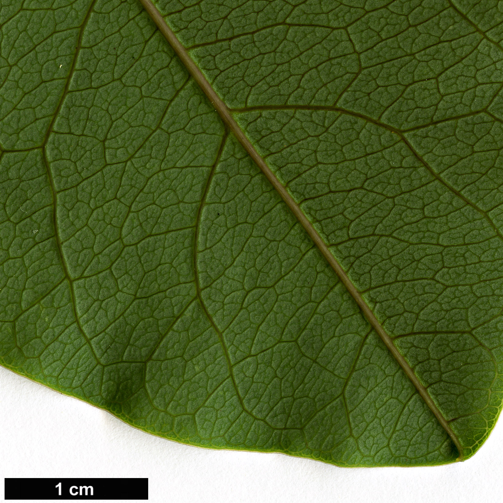 High resolution image: Family: Passifloraceae - Genus: Passiflora - Taxon: actinia