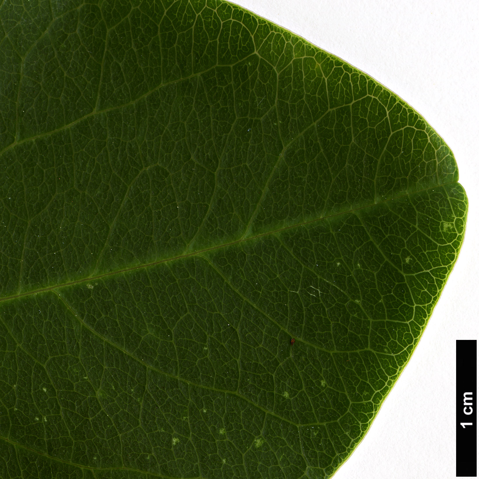 High resolution image: Family: Passifloraceae - Genus: Passiflora - Taxon: actinia