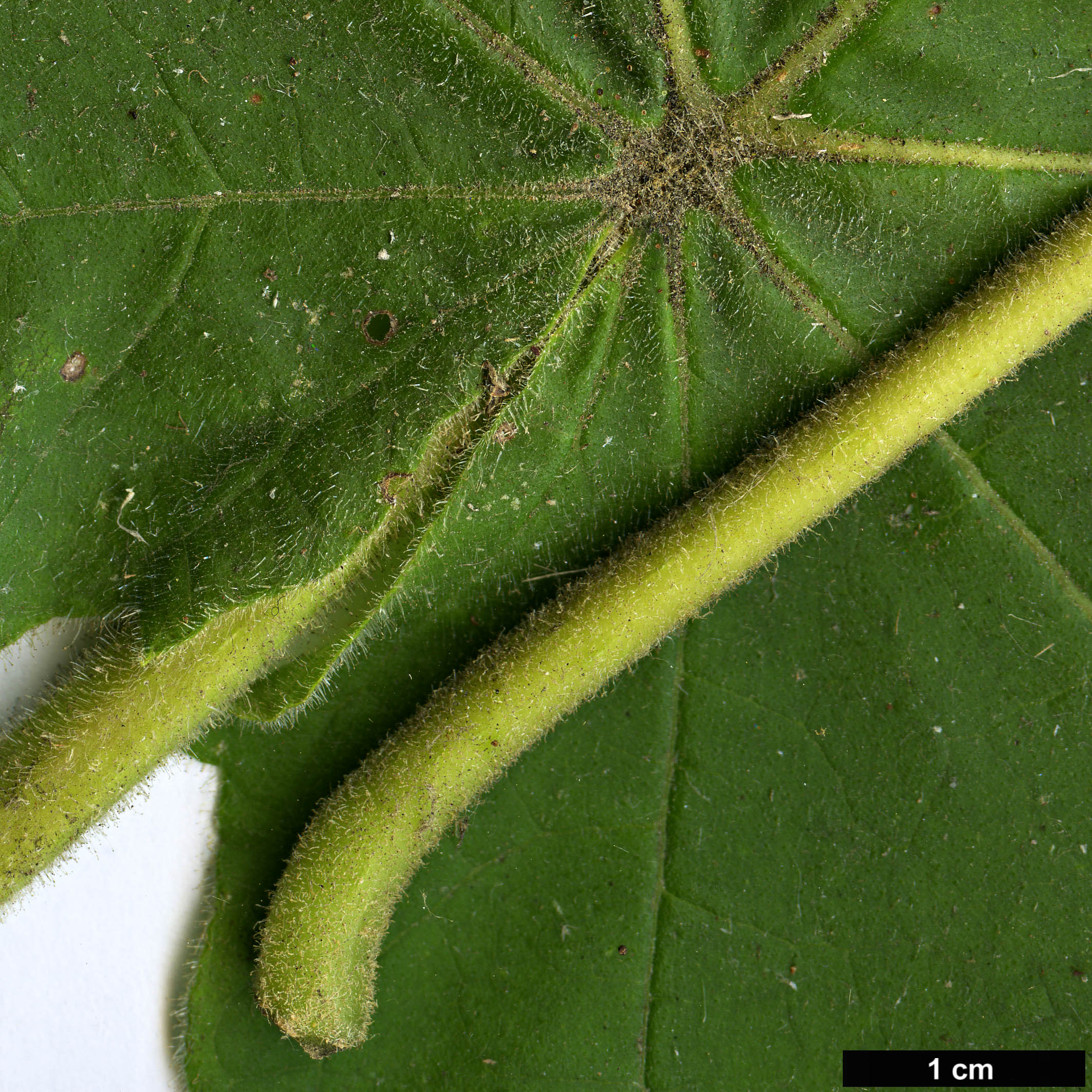 High resolution image: Family: Paulowniaceae - Genus: Paulownia - Taxon: coreana