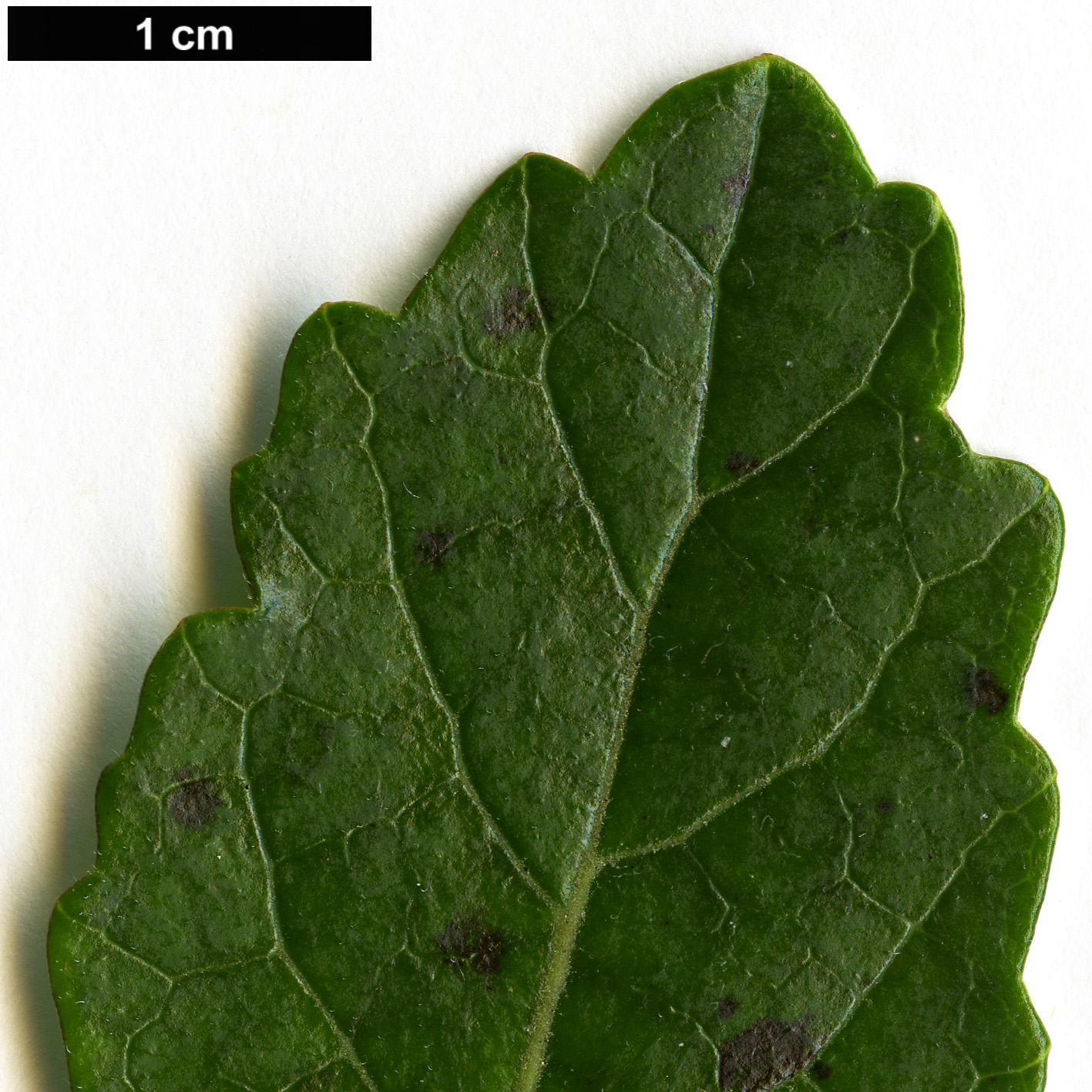 High resolution image: Family: Pennantiaceae - Genus: Pennantia - Taxon: corymbosa