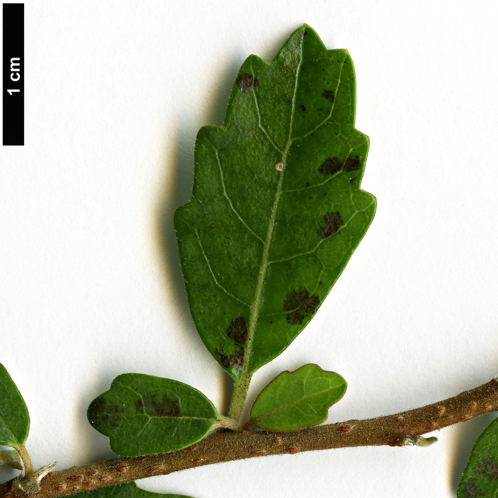 High resolution image: Family: Pennantiaceae - Genus: Pennantia - Taxon: corymbosa