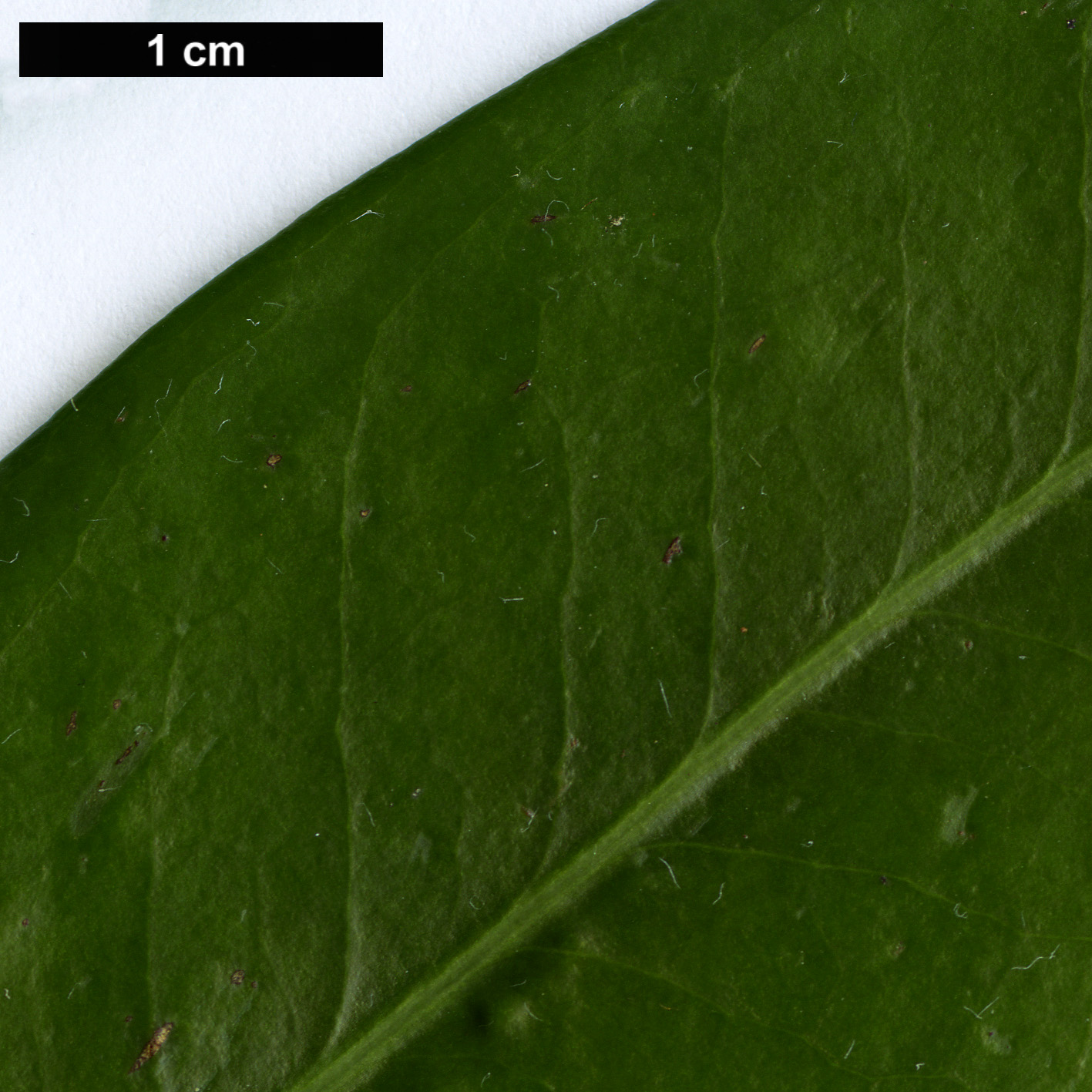 High resolution image: Family: Pentaphylacaceae - Genus: Adinandra - Taxon: milletii