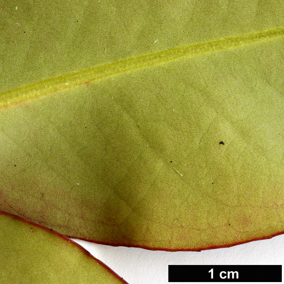 High resolution image: Family: Pentaphylacaceae - Genus: Adinandra - Taxon: millettii