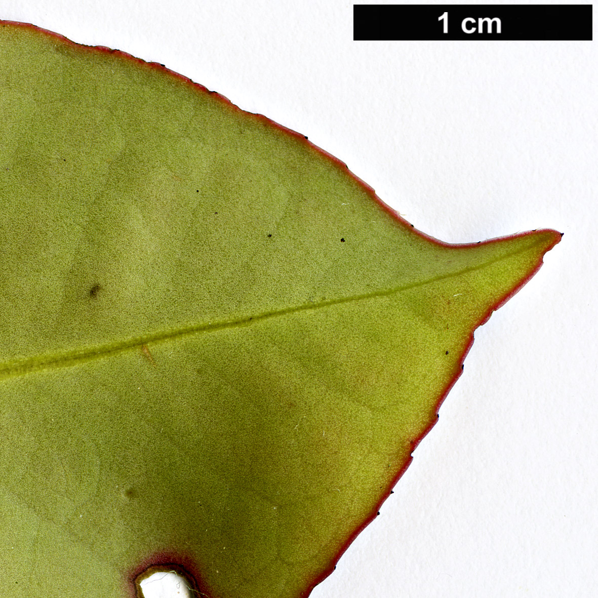 High resolution image: Family: Pentaphylacaceae - Genus: Adinandra - Taxon: millettii