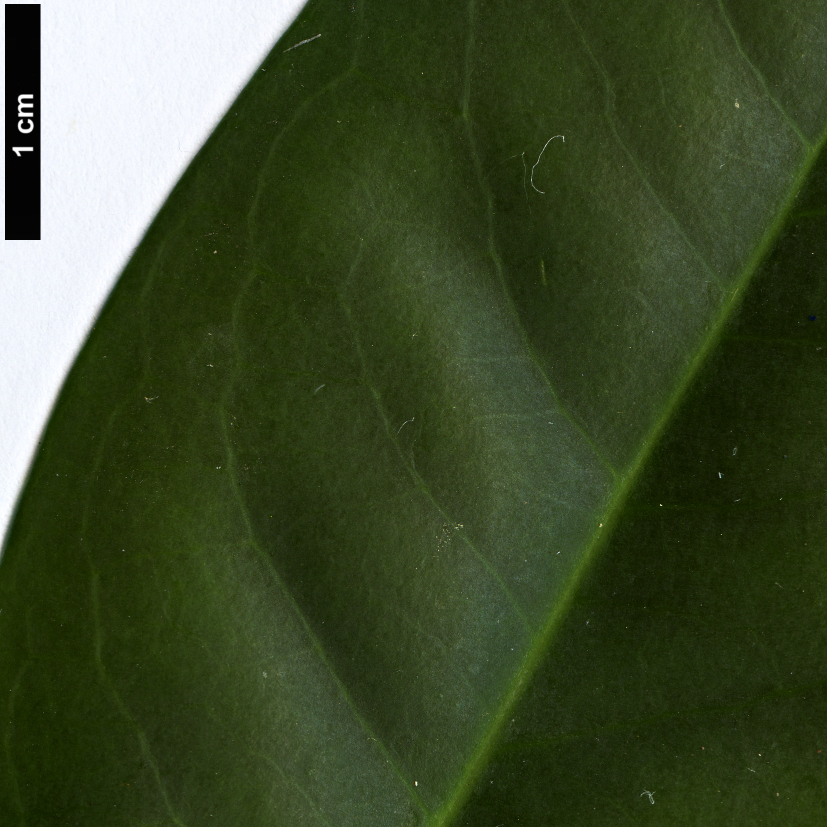 High resolution image: Family: Pentaphylacaceae - Genus: Cleyera - Taxon: velutina