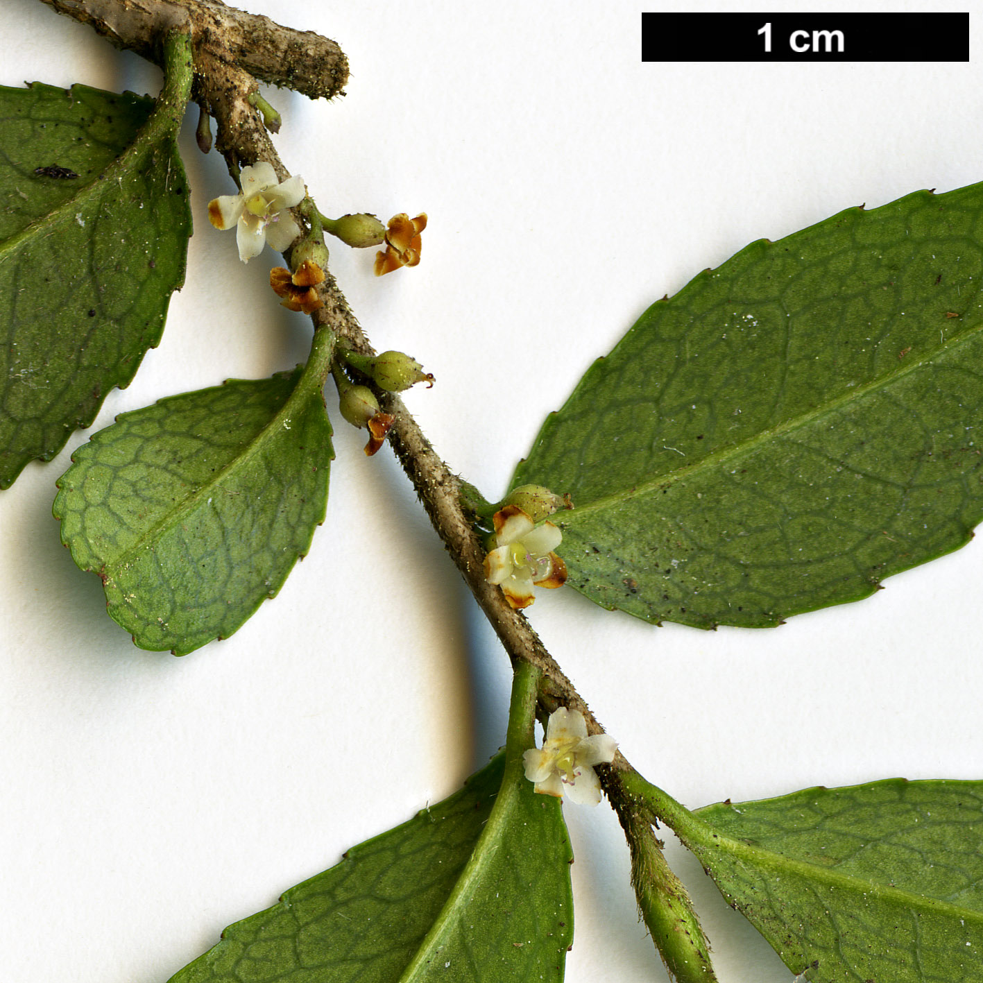 High resolution image: Family: Pentaphylacaceae - Genus: Eurya - Taxon: crenatifolia High resolution image: Family: Pentaphylacaceae - Genus: Eurya - Taxon: crenatifolia