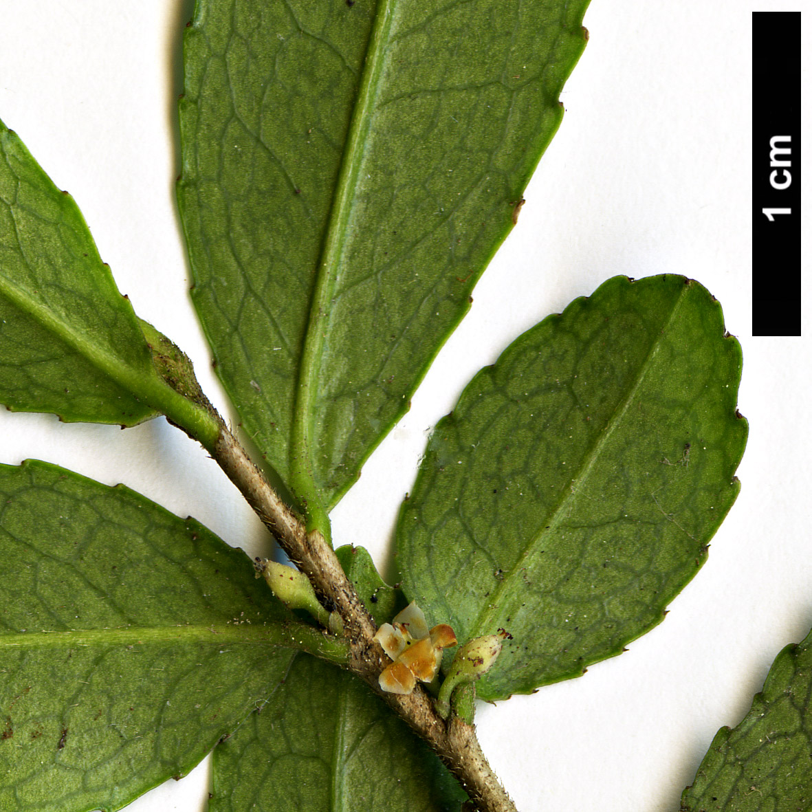 High resolution image: Family: Pentaphylacaceae - Genus: Eurya - Taxon: crenatifolia High resolution image: Family: Pentaphylacaceae - Genus: Eurya - Taxon: crenatifolia