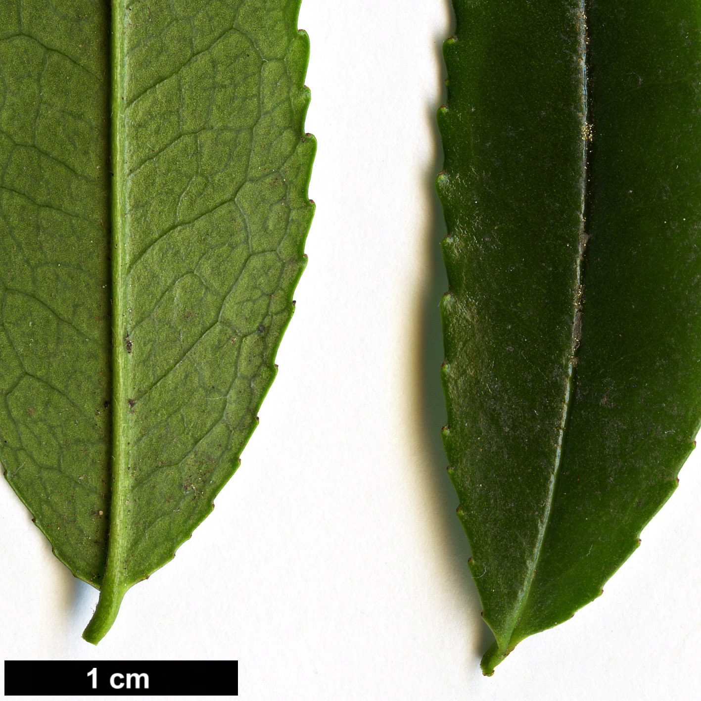 High resolution image: Family: Pentaphylacaceae - Genus: Eurya - Taxon: crenatifolia High resolution image: Family: Pentaphylacaceae - Genus: Eurya - Taxon: crenatifolia