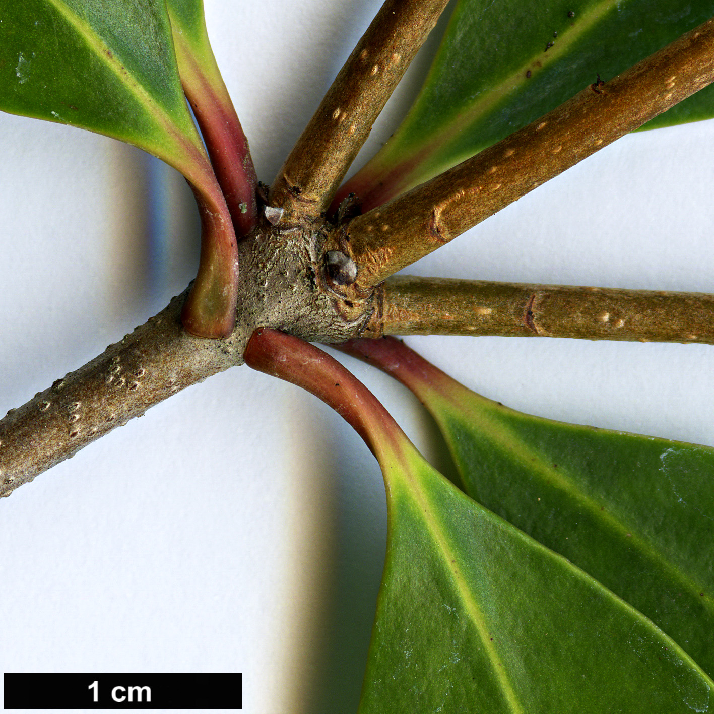 High resolution image: Family: Pentaphylacaceae - Genus: Ternstroemia - Taxon: gymnanthera