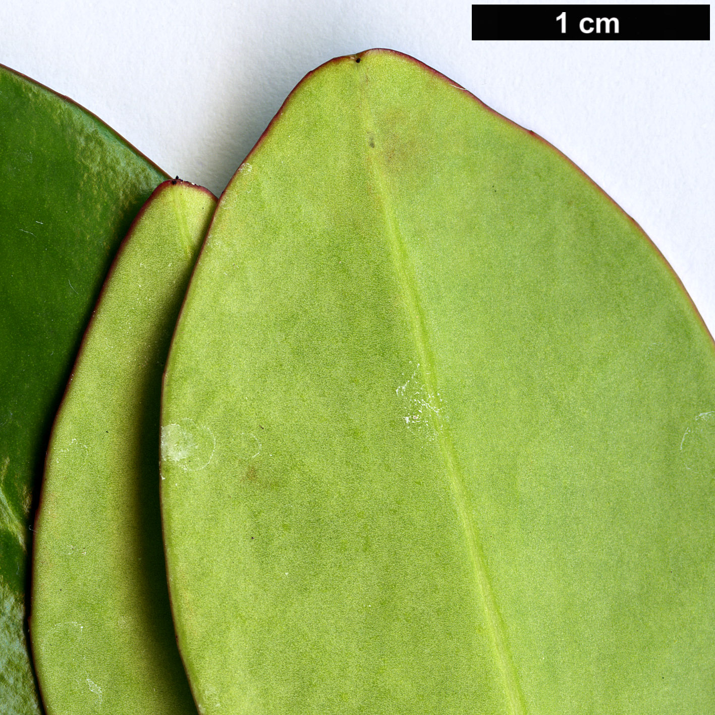 High resolution image: Family: Pentaphylacaceae - Genus: Ternstroemia - Taxon: gymnanthera