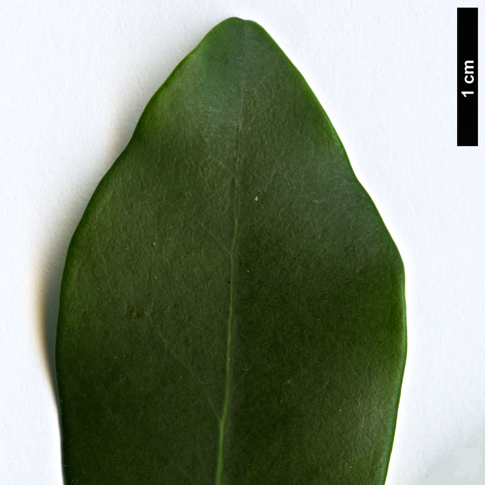 High resolution image: Family: Pentaphylacaceae - Genus: Ternstroemia - Taxon: lineata