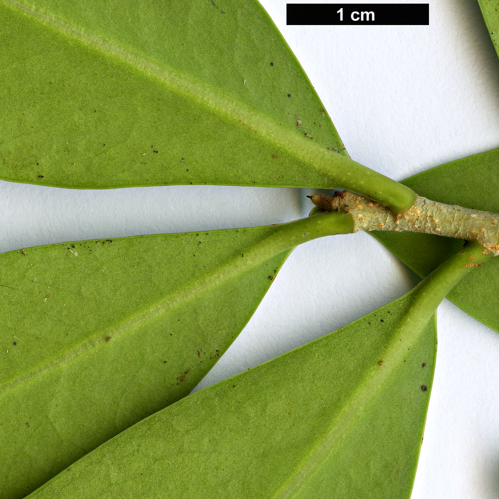 High resolution image: Family: Pentaphylacaceae - Genus: Ternstroemia - Taxon: lineata
