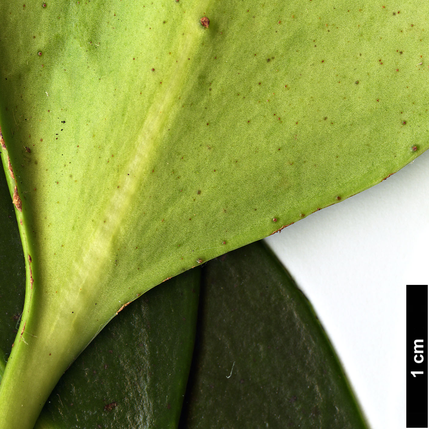 High resolution image: Family: Pentaphylacaceae - Genus: Ternstroemia - Taxon: nitida