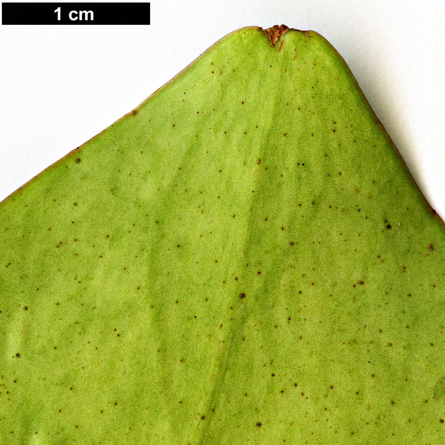 High resolution image: Family: Pentaphylacaceae - Genus: Ternstroemia - Taxon: nitida