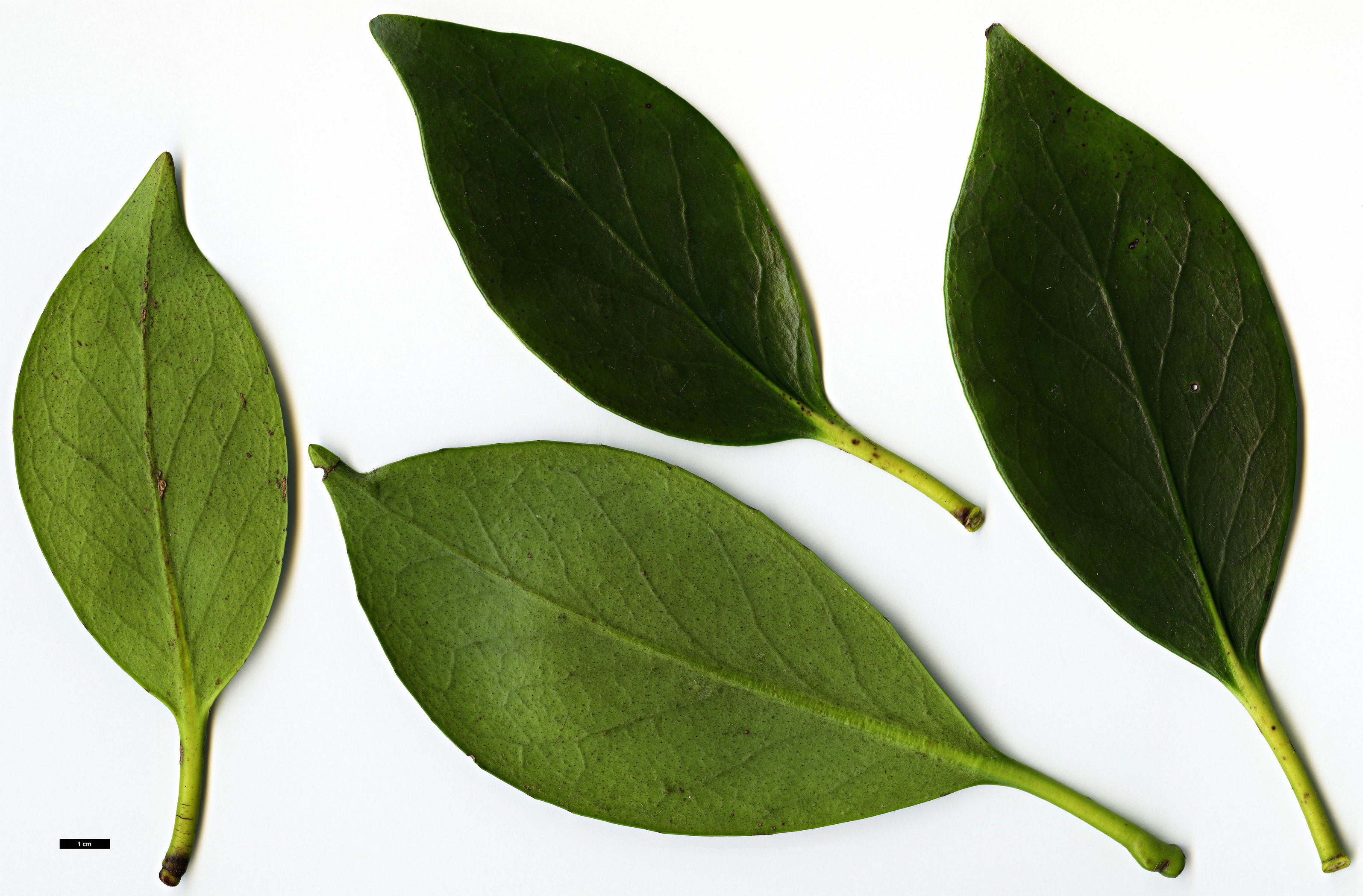 High resolution image: Family: Pentaphylacaceae - Genus: Ternstroemia - Taxon: nitida