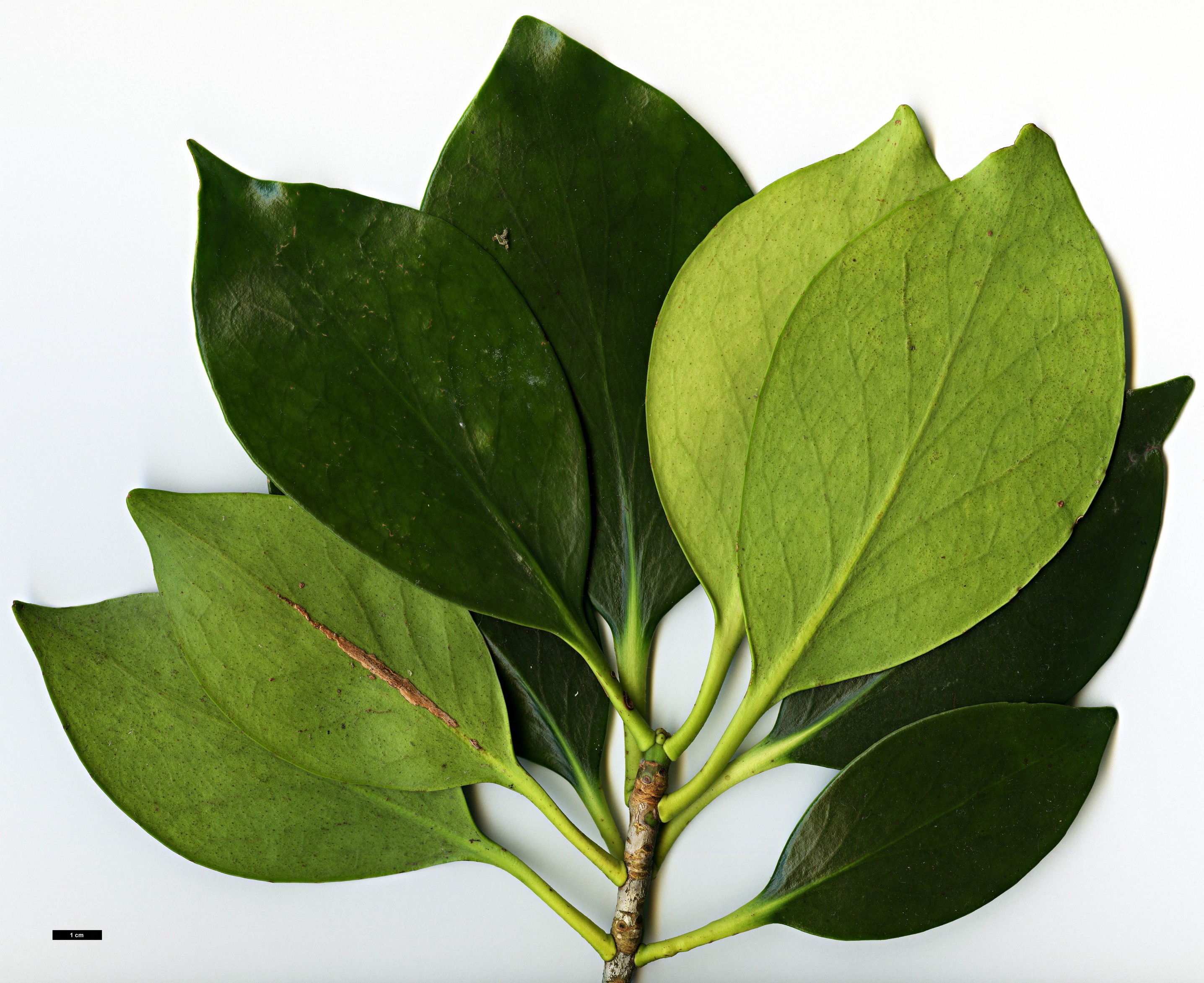 High resolution image: Family: Pentaphylacaceae - Genus: Ternstroemia - Taxon: nitida