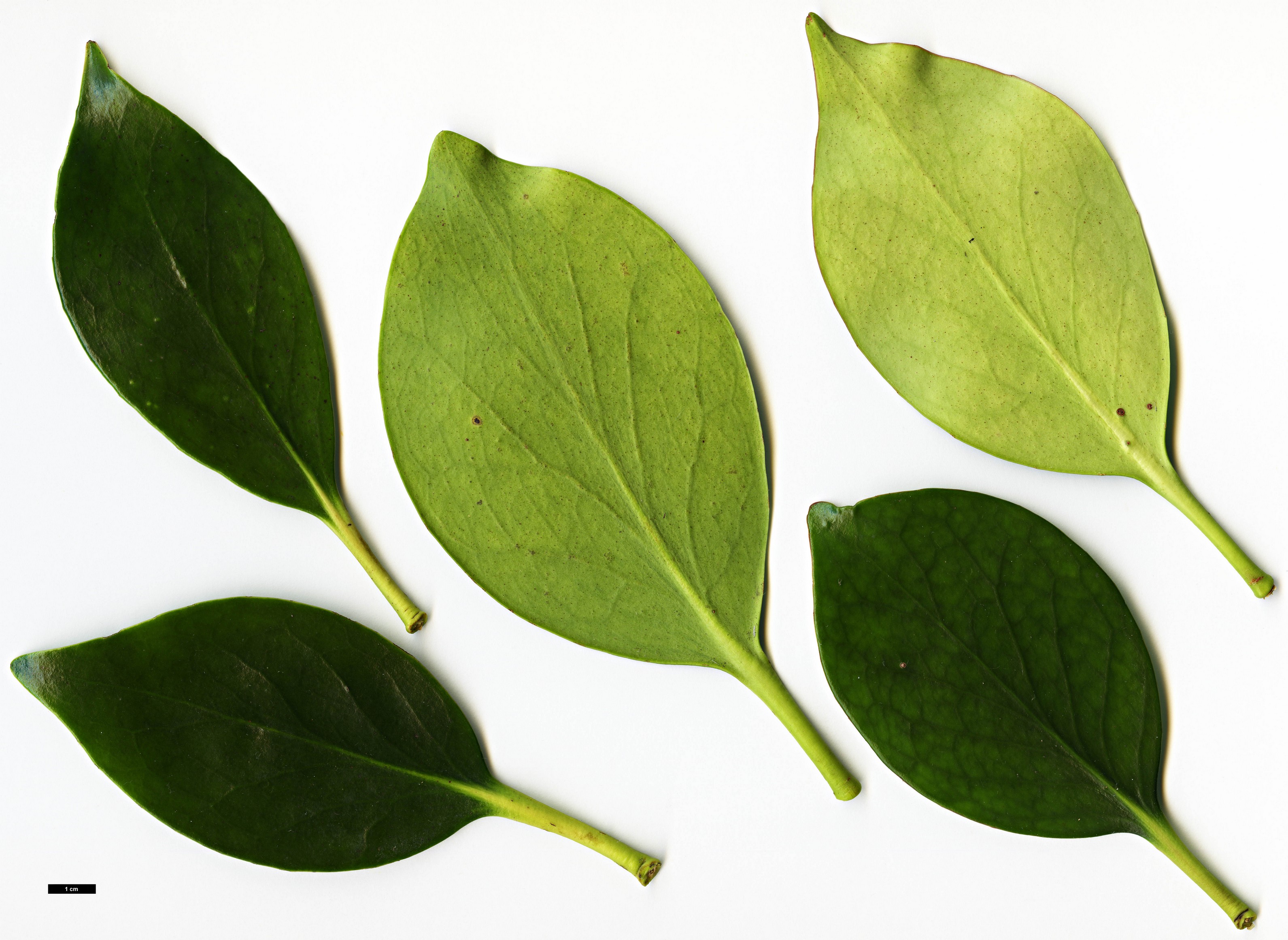 High resolution image: Family: Pentaphylacaceae - Genus: Ternstroemia - Taxon: nitida