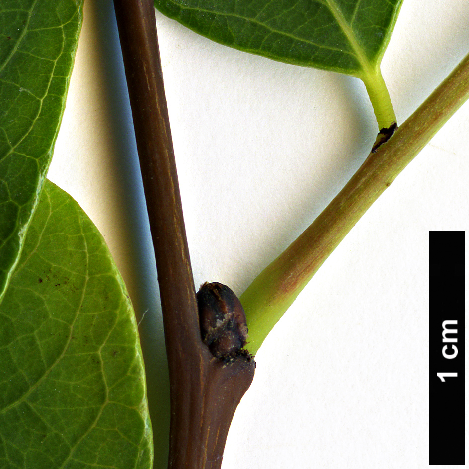 High resolution image: Family: Phyllanthaceae - Genus: Flueggea - Taxon: suffruticosa High resolution image: Family: Phyllanthaceae - Genus: Flueggea - Taxon: suffruticosa