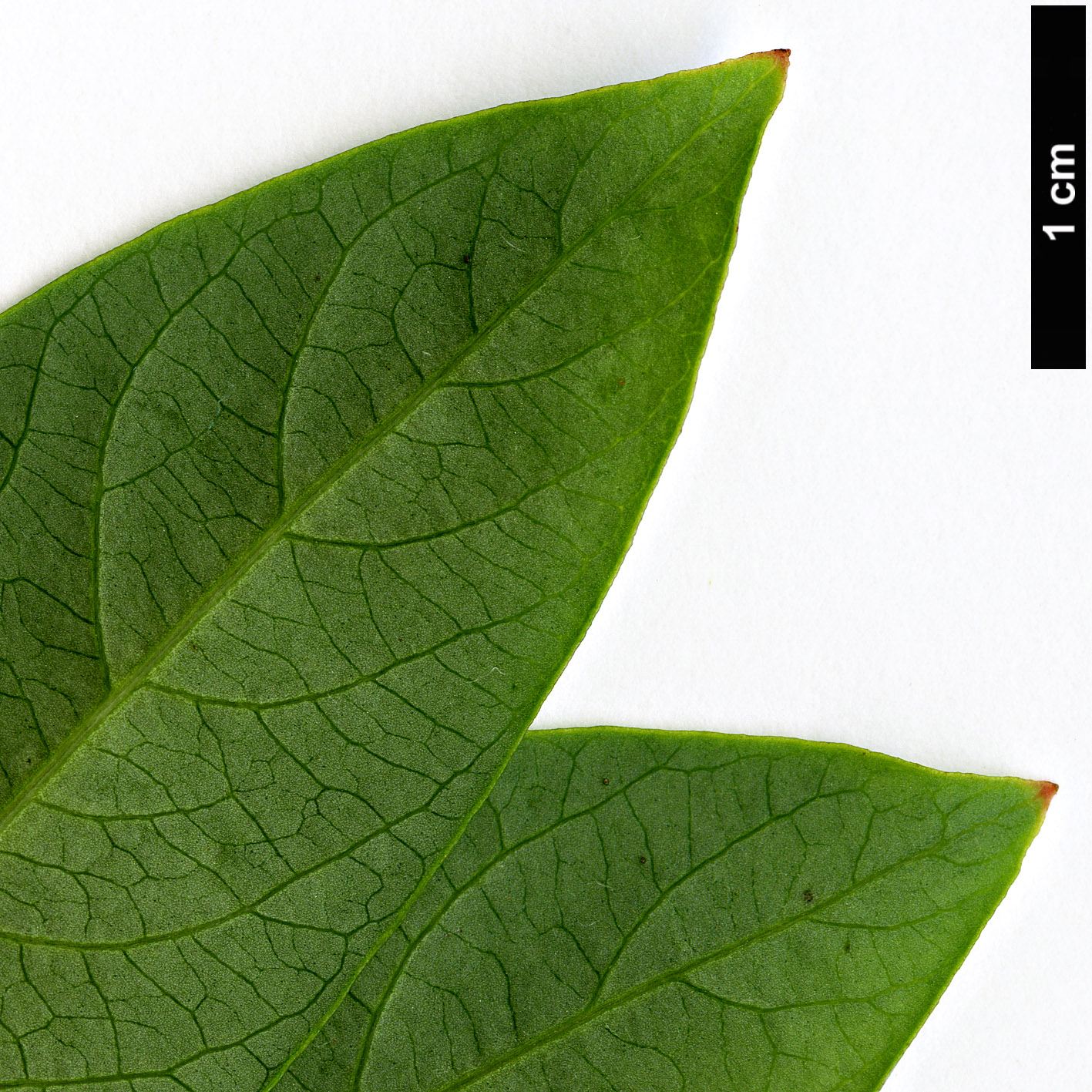 High resolution image: Family: Phyllanthaceae - Genus: Flueggea - Taxon: suffruticosa High resolution image: Family: Phyllanthaceae - Genus: Flueggea - Taxon: suffruticosa