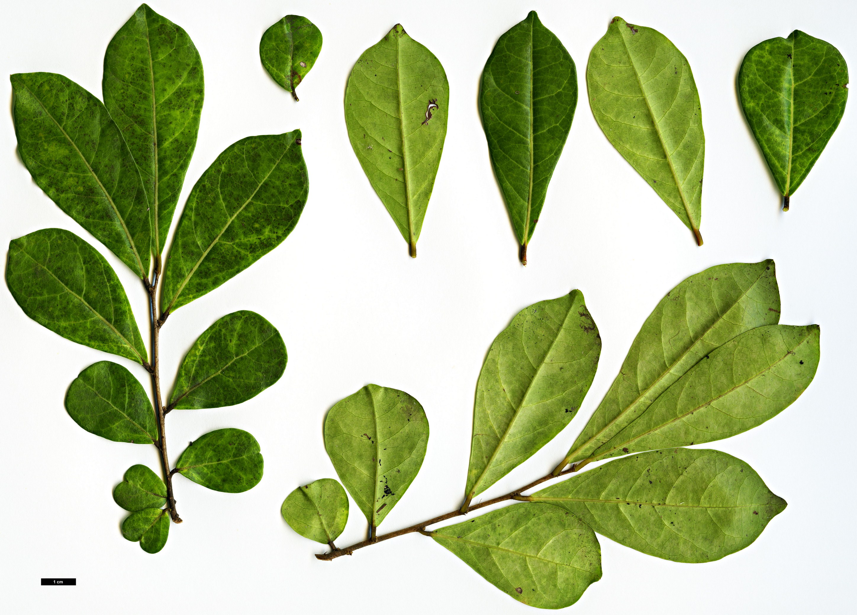 High resolution image: Family: Phyllanthaceae - Genus: Glochidion - Taxon: obovatum