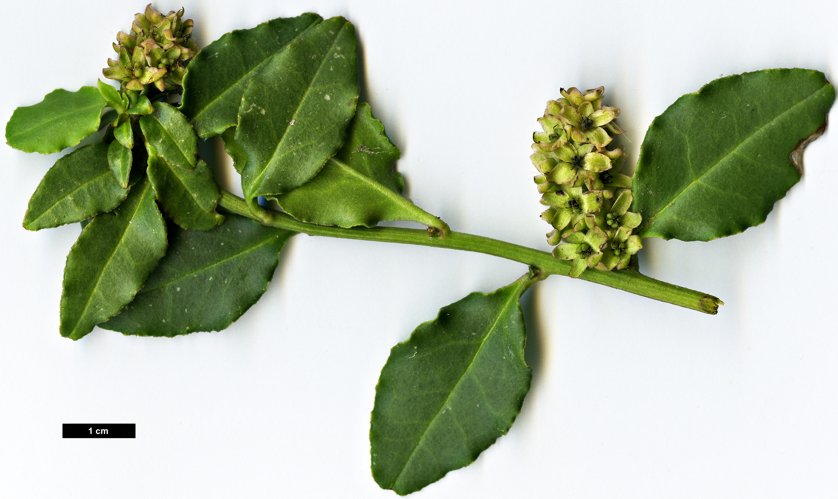 High resolution image: Family: Phytolaccaceae - Genus: Ercilla - Taxon: volubilis