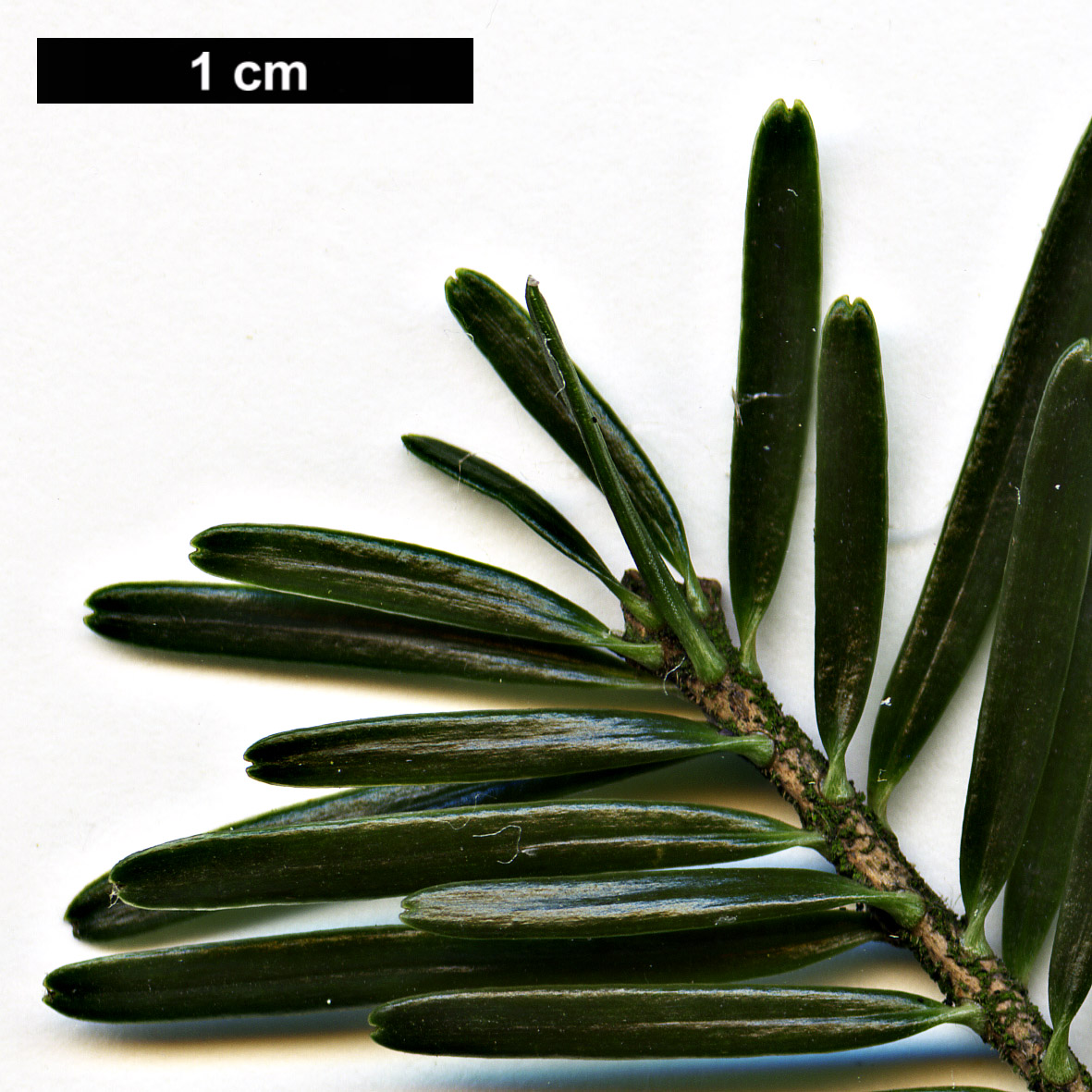 High resolution image: Family: Pinaceae - Genus: Abies - Taxon: alba