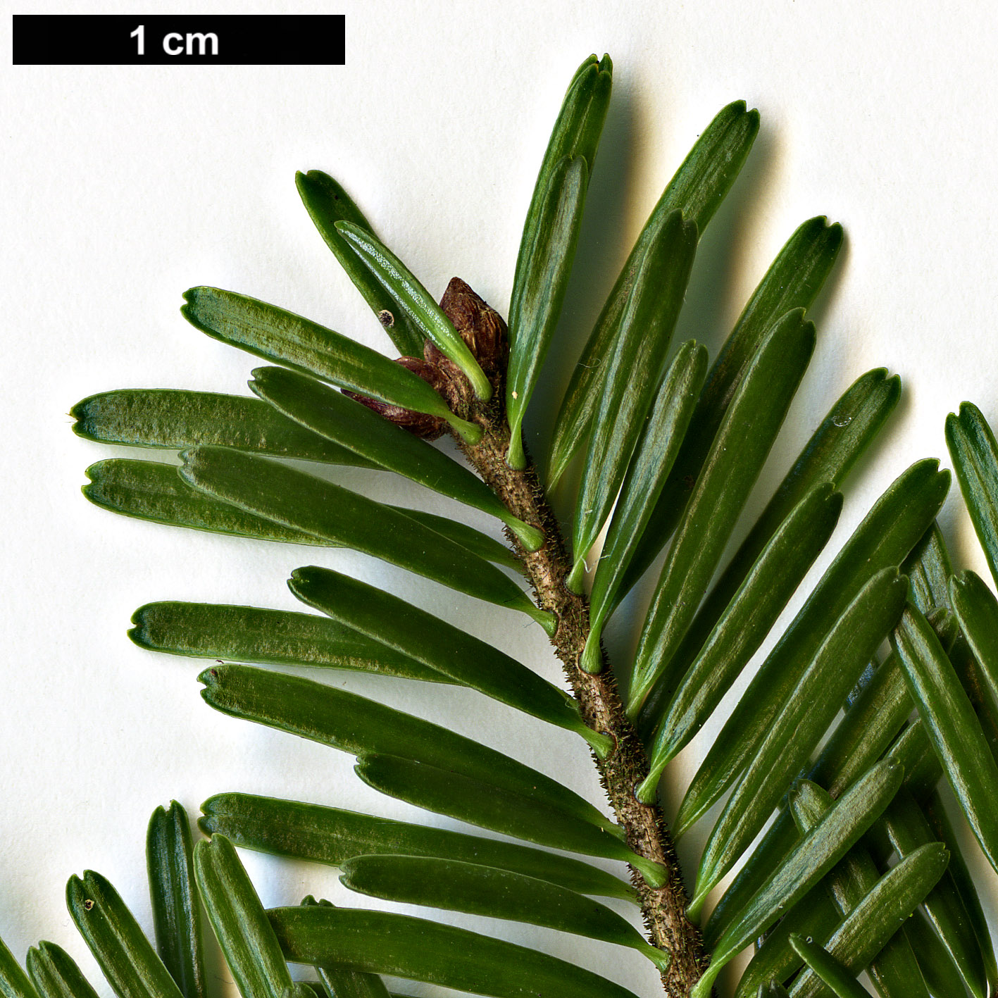 High resolution image: Family: Pinaceae - Genus: Abies - Taxon: alba