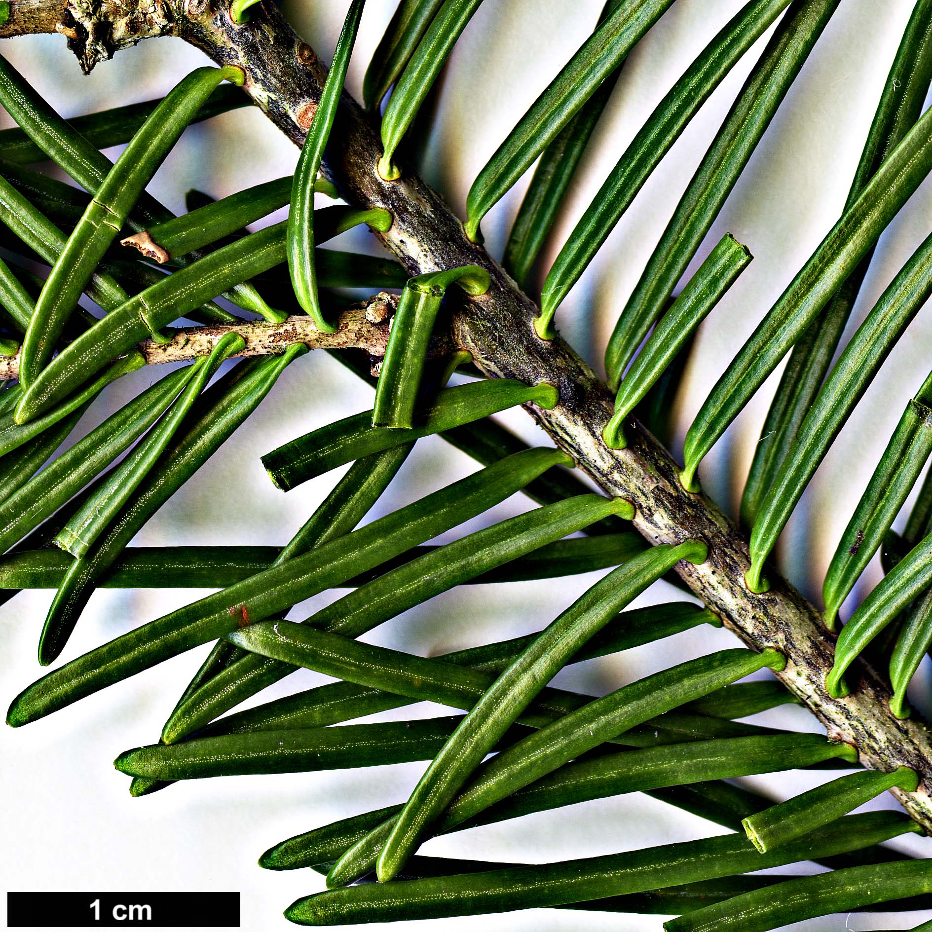 High resolution image: Family: Pinaceae - Genus: Abies - Taxon: balsamea