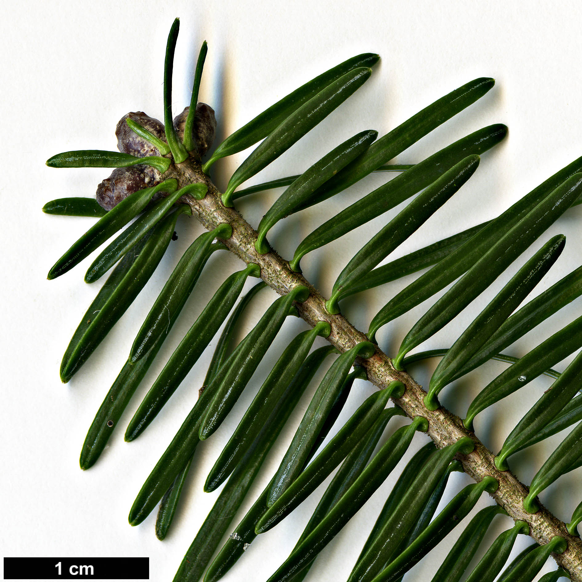 High resolution image: Family: Pinaceae - Genus: Abies - Taxon: balsamea