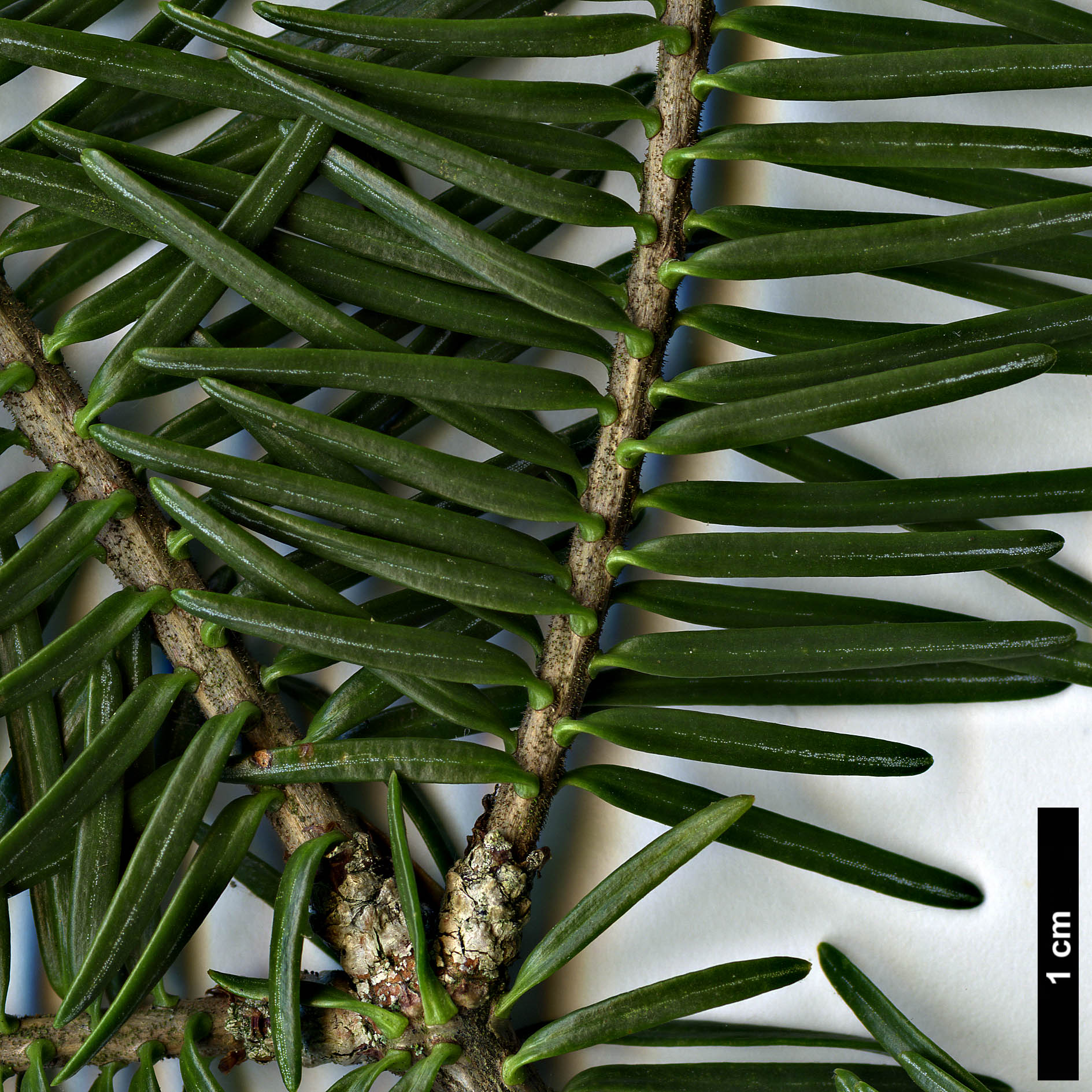 High resolution image: Family: Pinaceae - Genus: Abies - Taxon: balsamea