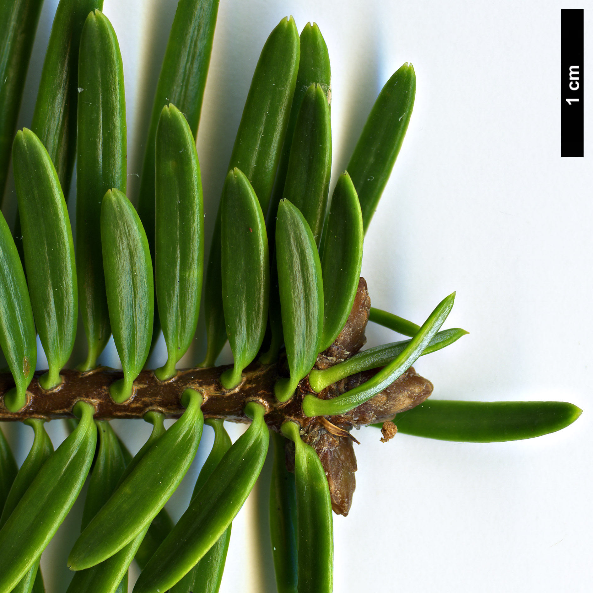 High resolution image: Family: Pinaceae - Genus: Abies - Taxon: chensiensis