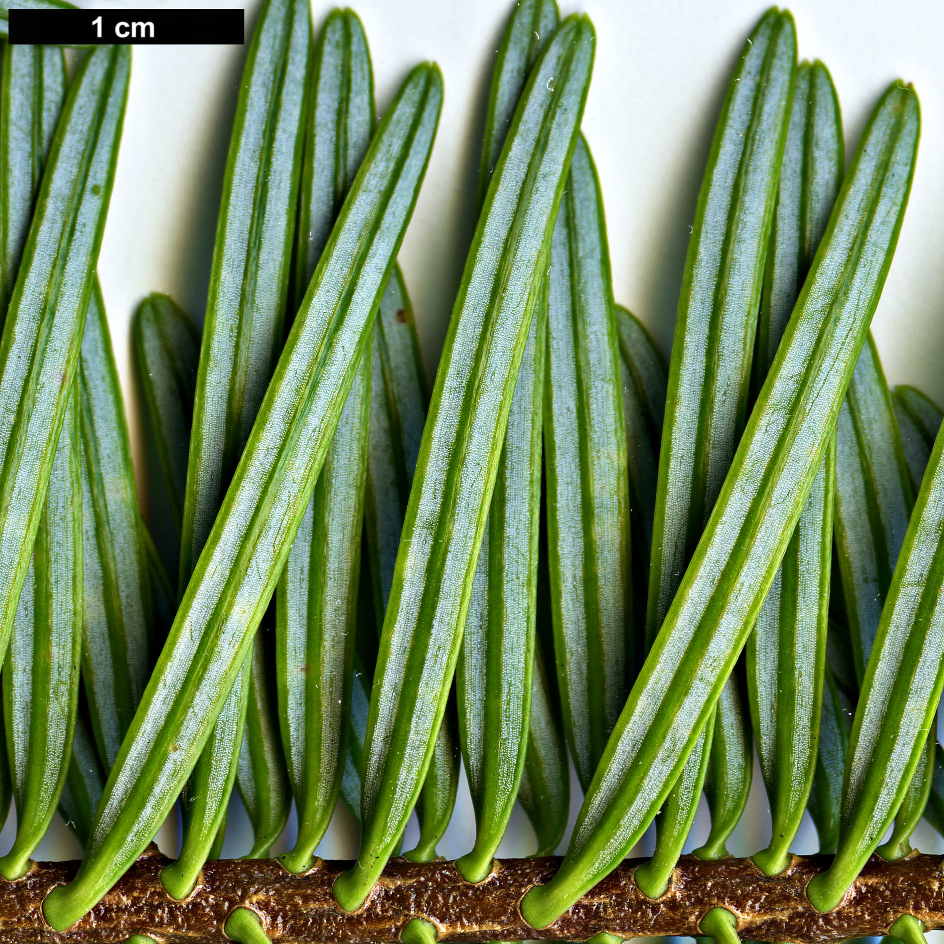 High resolution image: Family: Pinaceae - Genus: Abies - Taxon: chensiensis