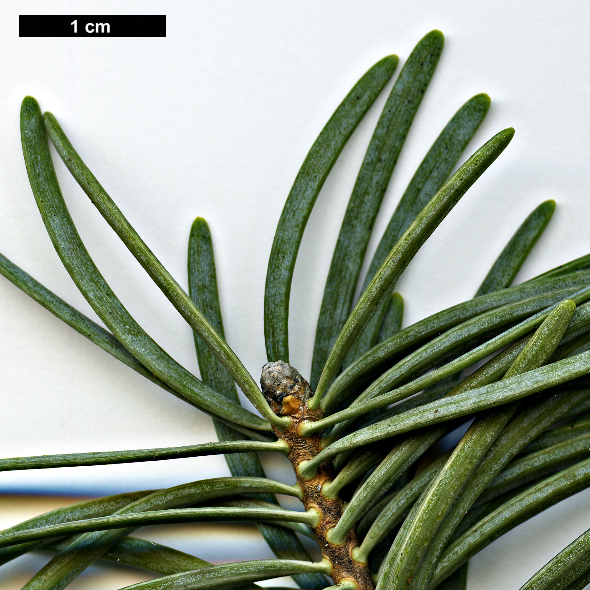 High resolution image: Family: Pinaceae - Genus: Abies - Taxon: concolor - SpeciesSub: 'Compacta'