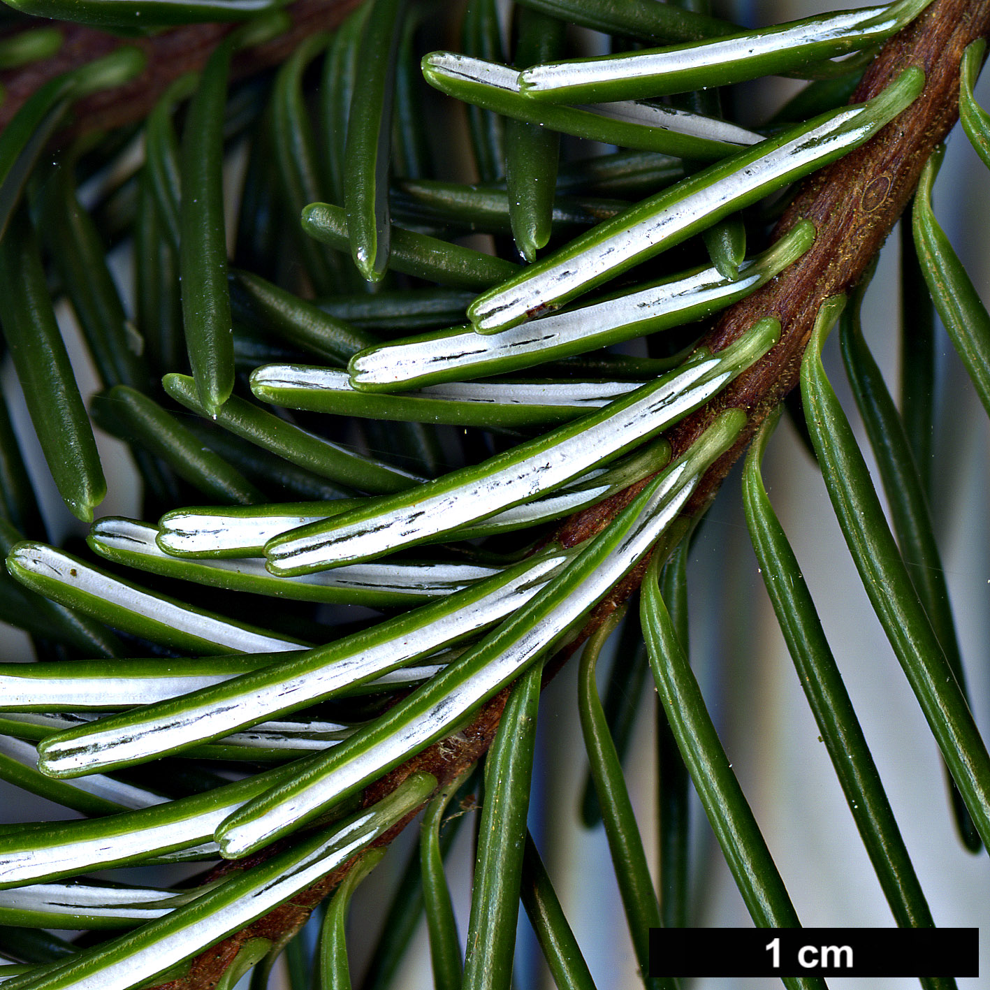 High resolution image: Family: Pinaceae - Genus: Abies - Taxon: delavayi