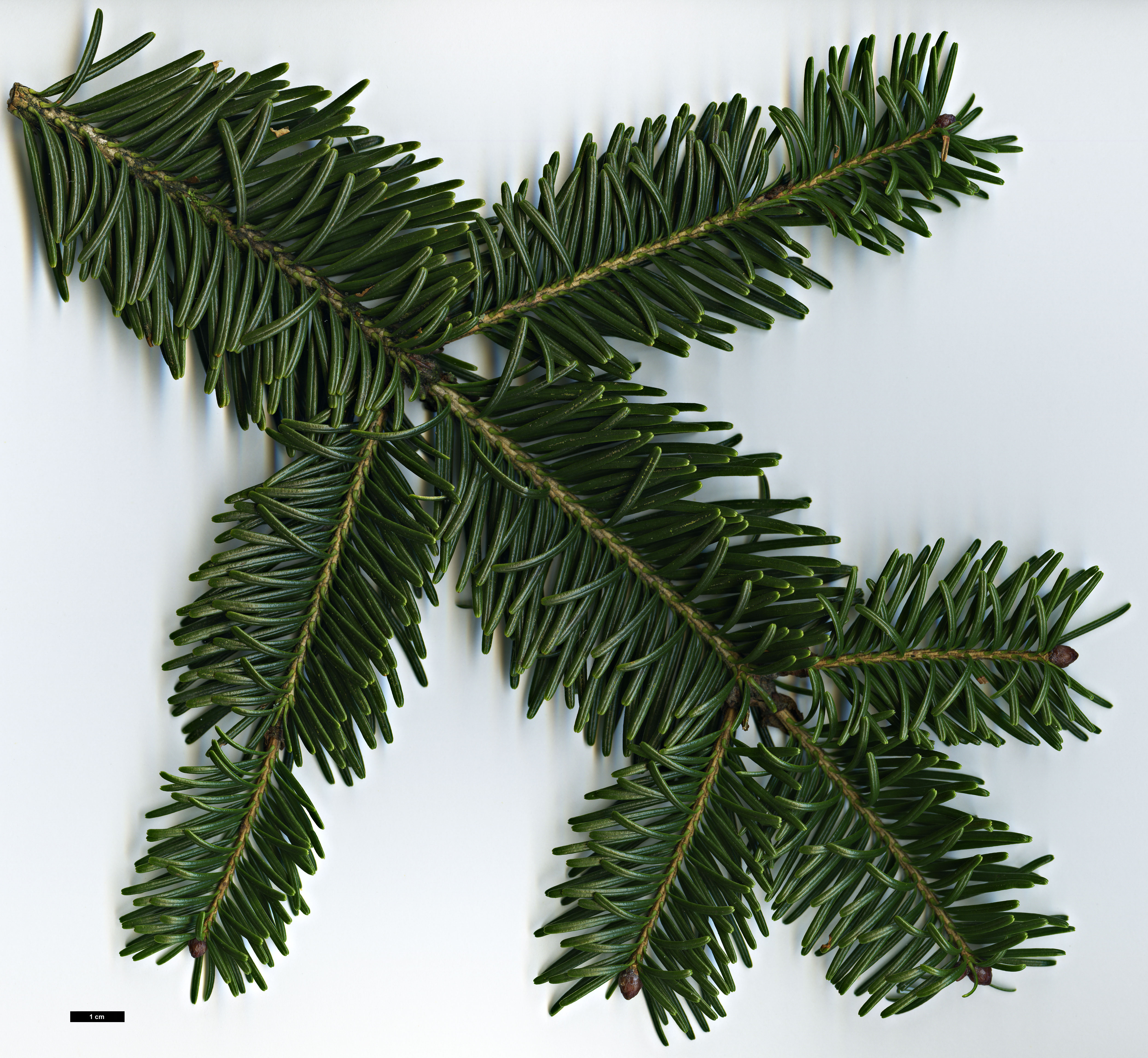 Family: Pinaceae - Genus: Abies - Taxon: densa (High Resolution image ...