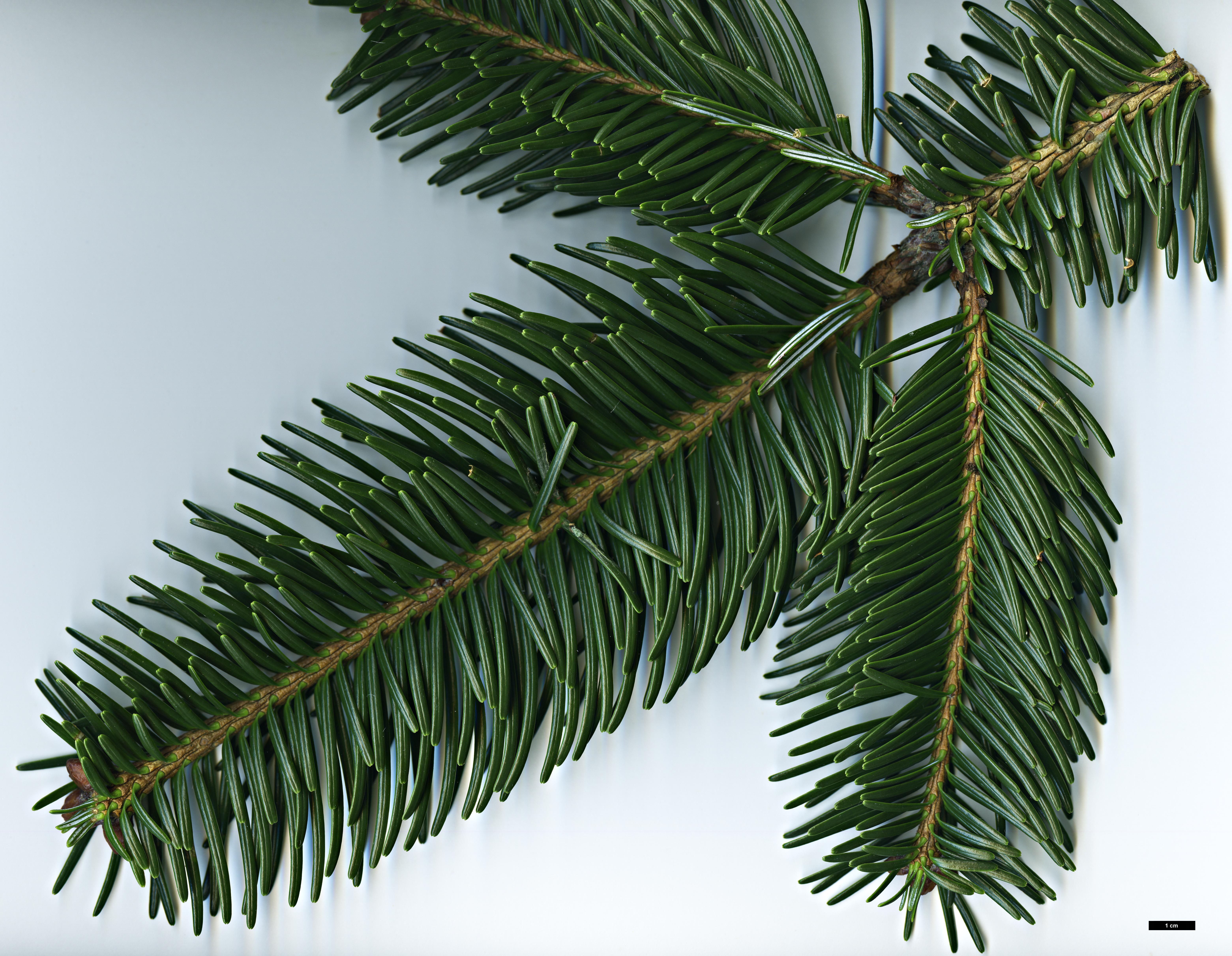 High resolution image: Family: Pinaceae - Genus: Abies - Taxon: densa