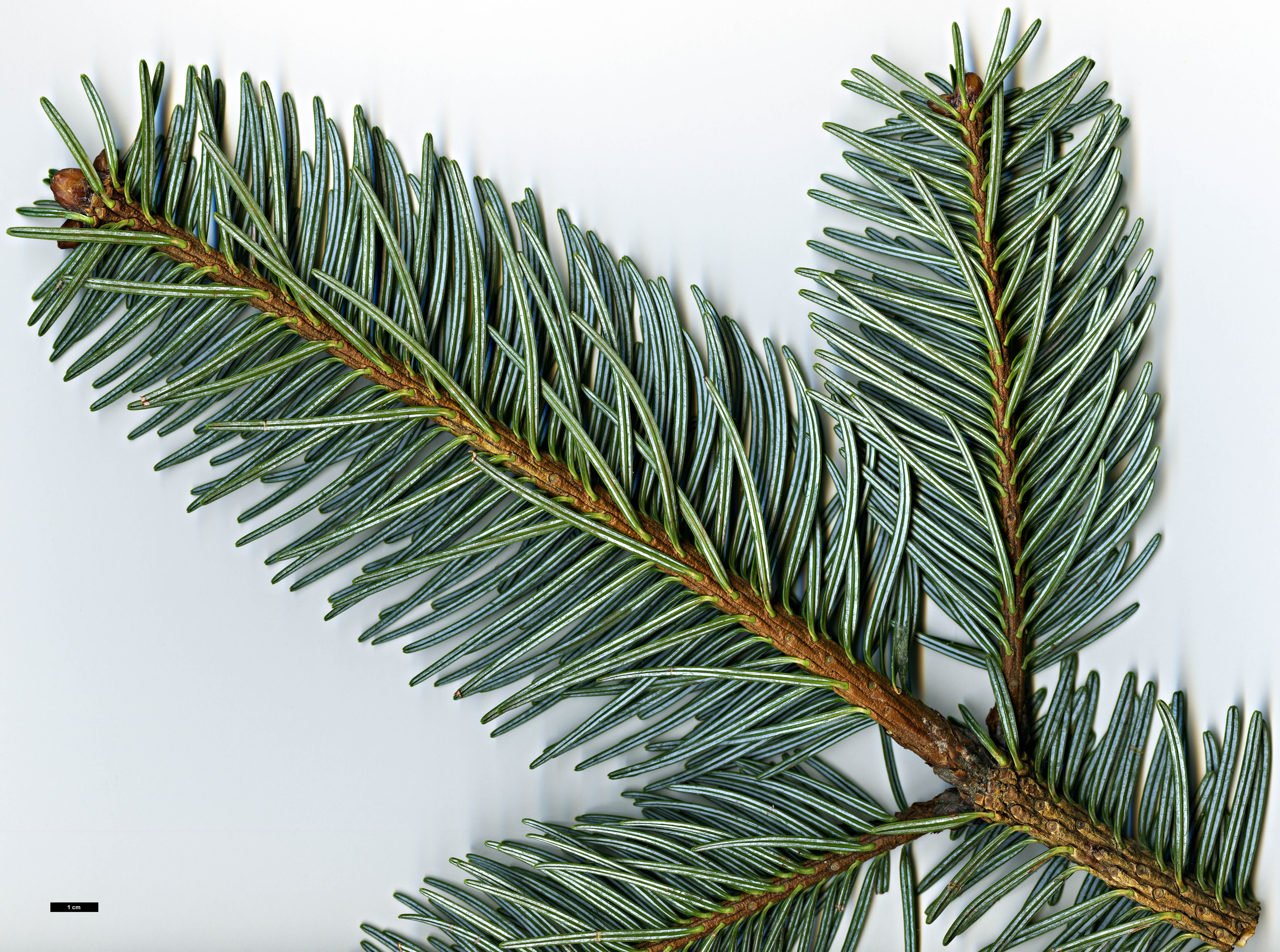 High resolution image: Family: Pinaceae - Genus: Abies - Taxon: densa