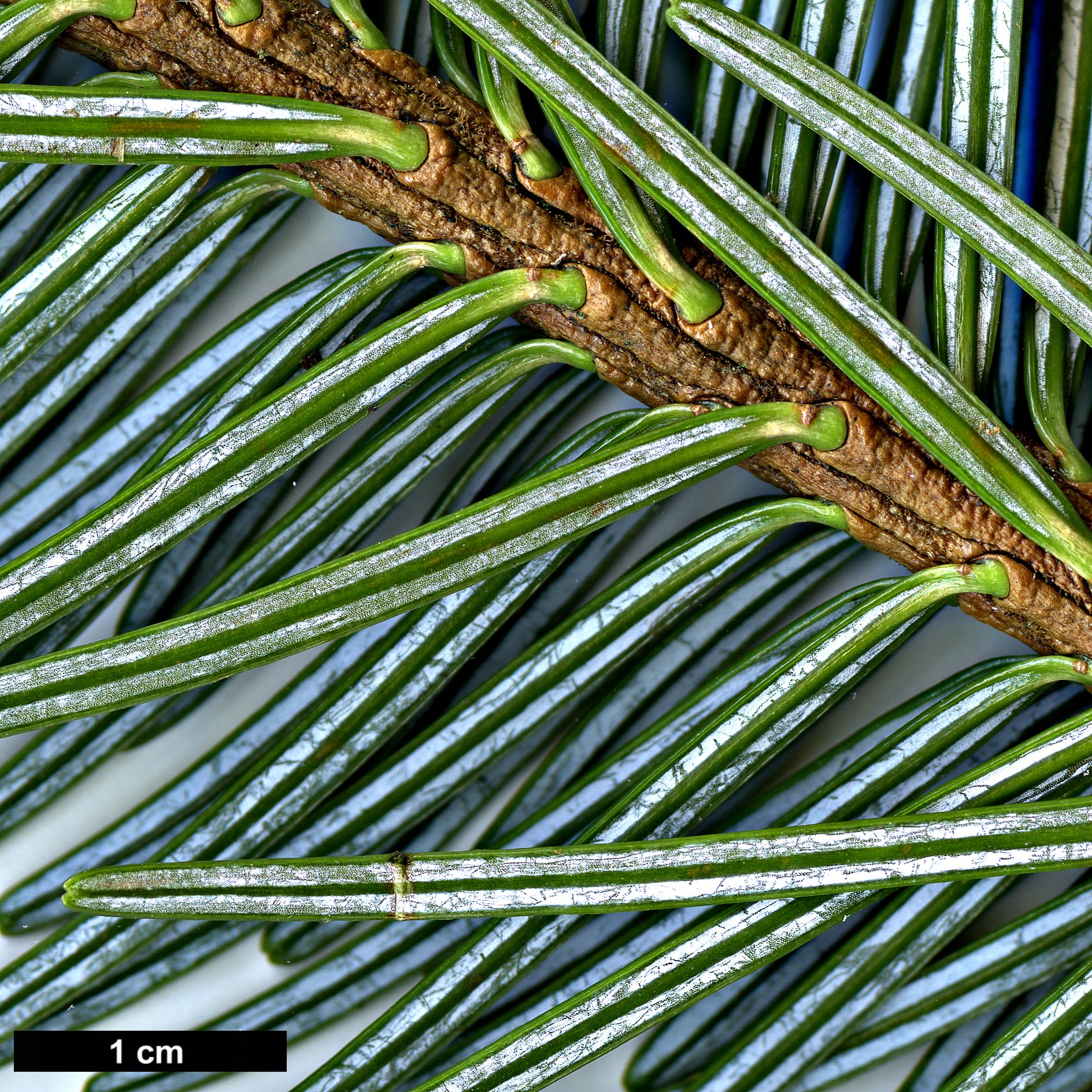 High resolution image: Family: Pinaceae - Genus: Abies - Taxon: densa