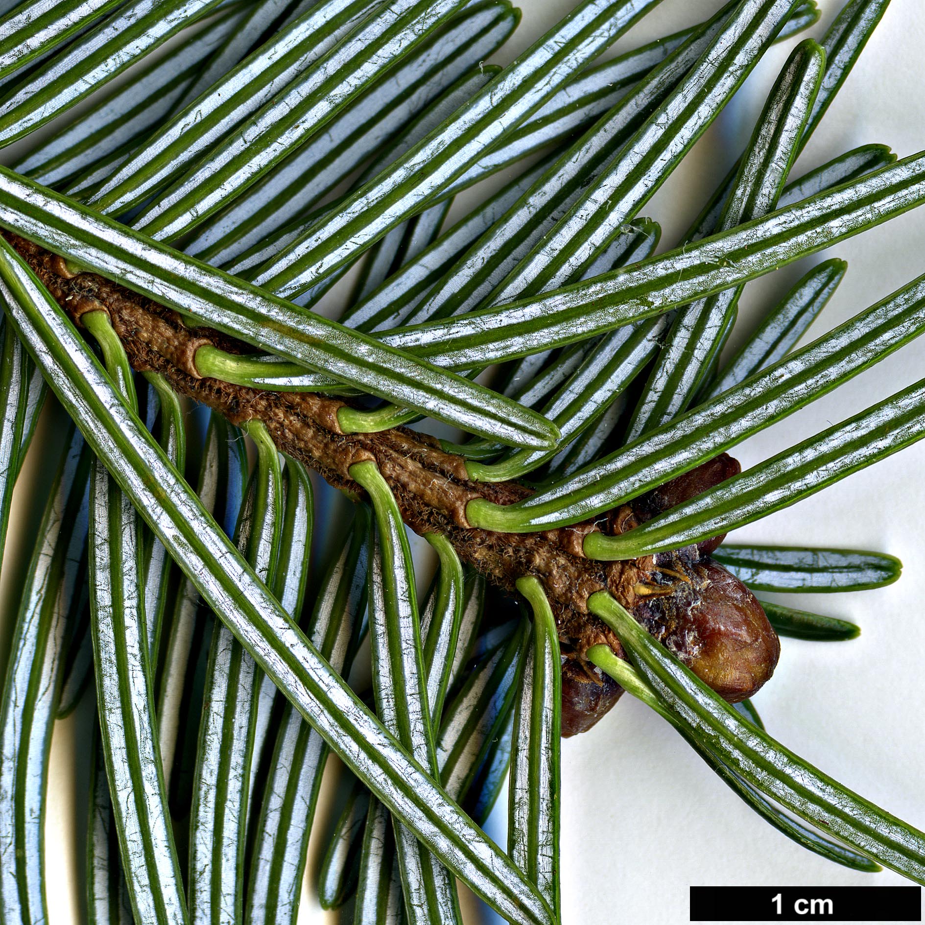 High resolution image: Family: Pinaceae - Genus: Abies - Taxon: densa