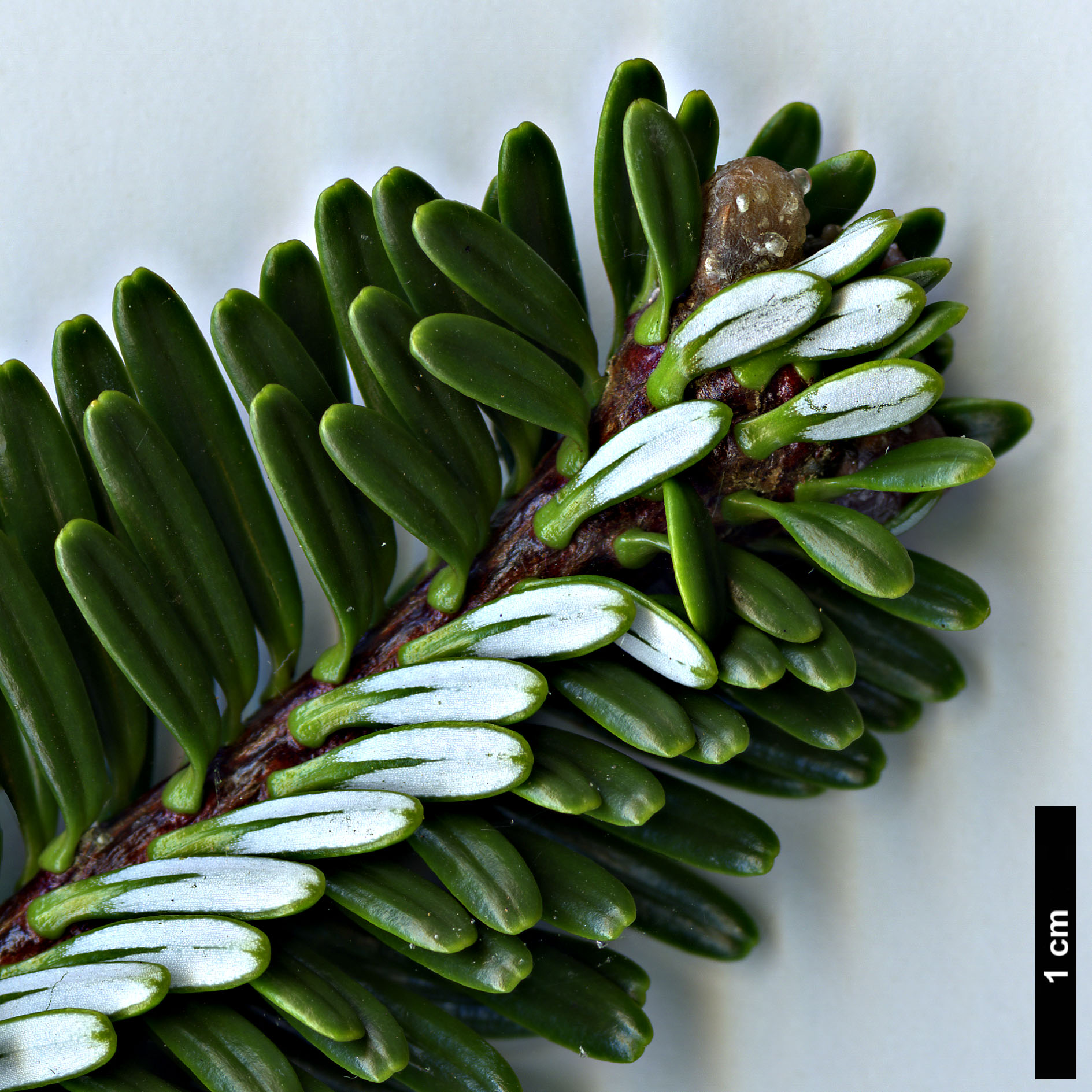 High resolution image: Family: Pinaceae - Genus: Abies - Taxon: fargesii