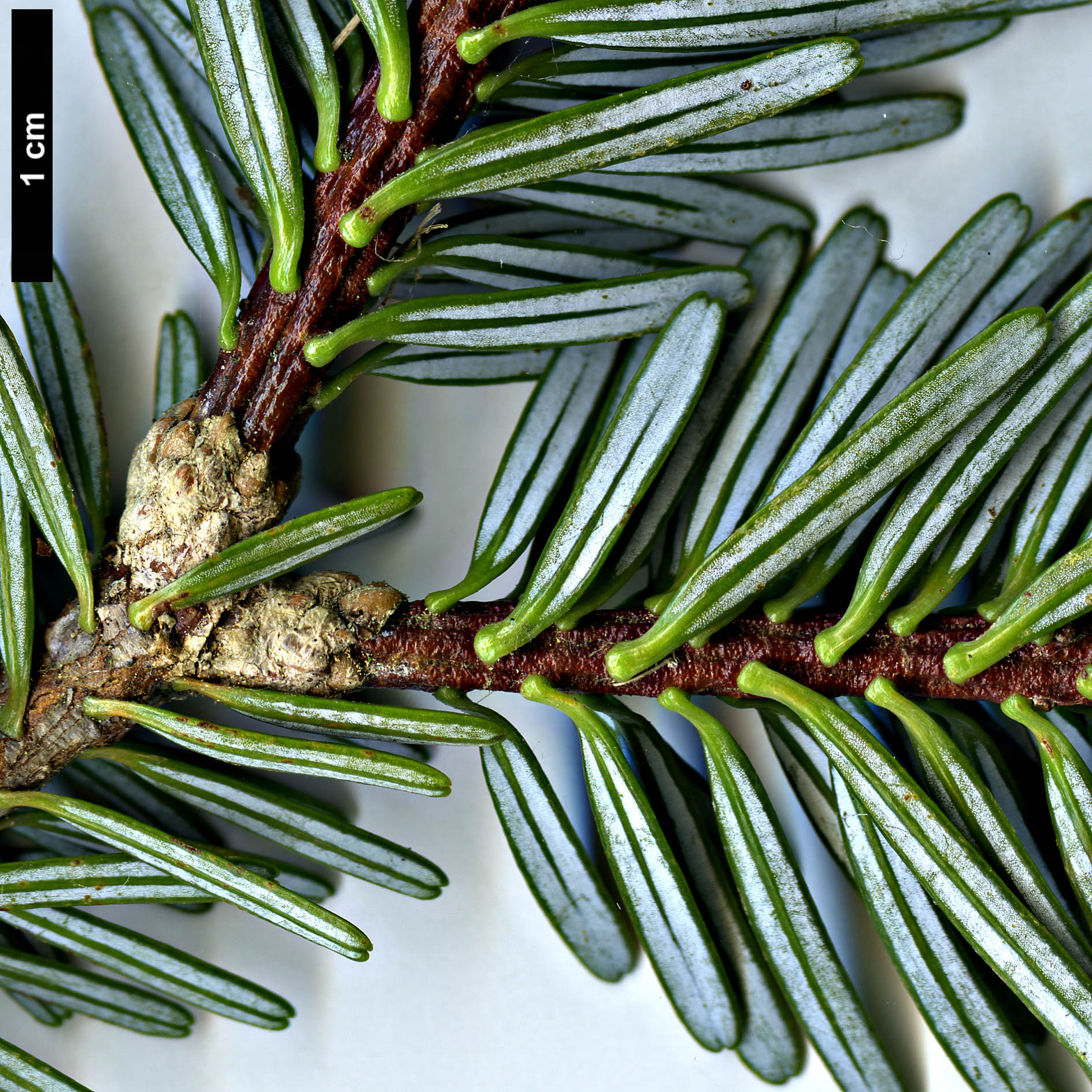 High resolution image: Family: Pinaceae - Genus: Abies - Taxon: fargesii