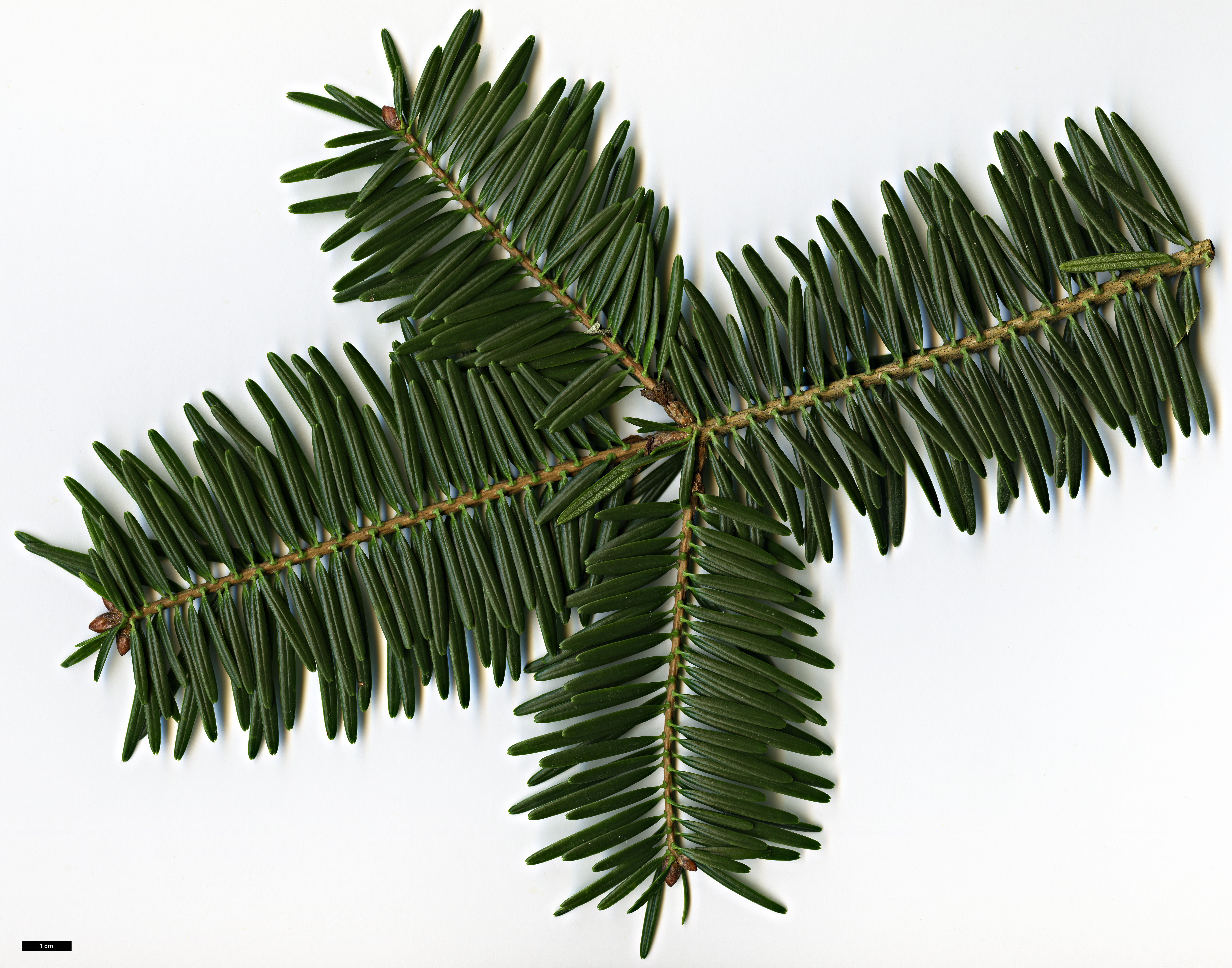 High resolution image: Family: Pinaceae - Genus: Abies - Taxon: firma High resolution image: Family: Pinaceae - Genus: Abies - Taxon: firma