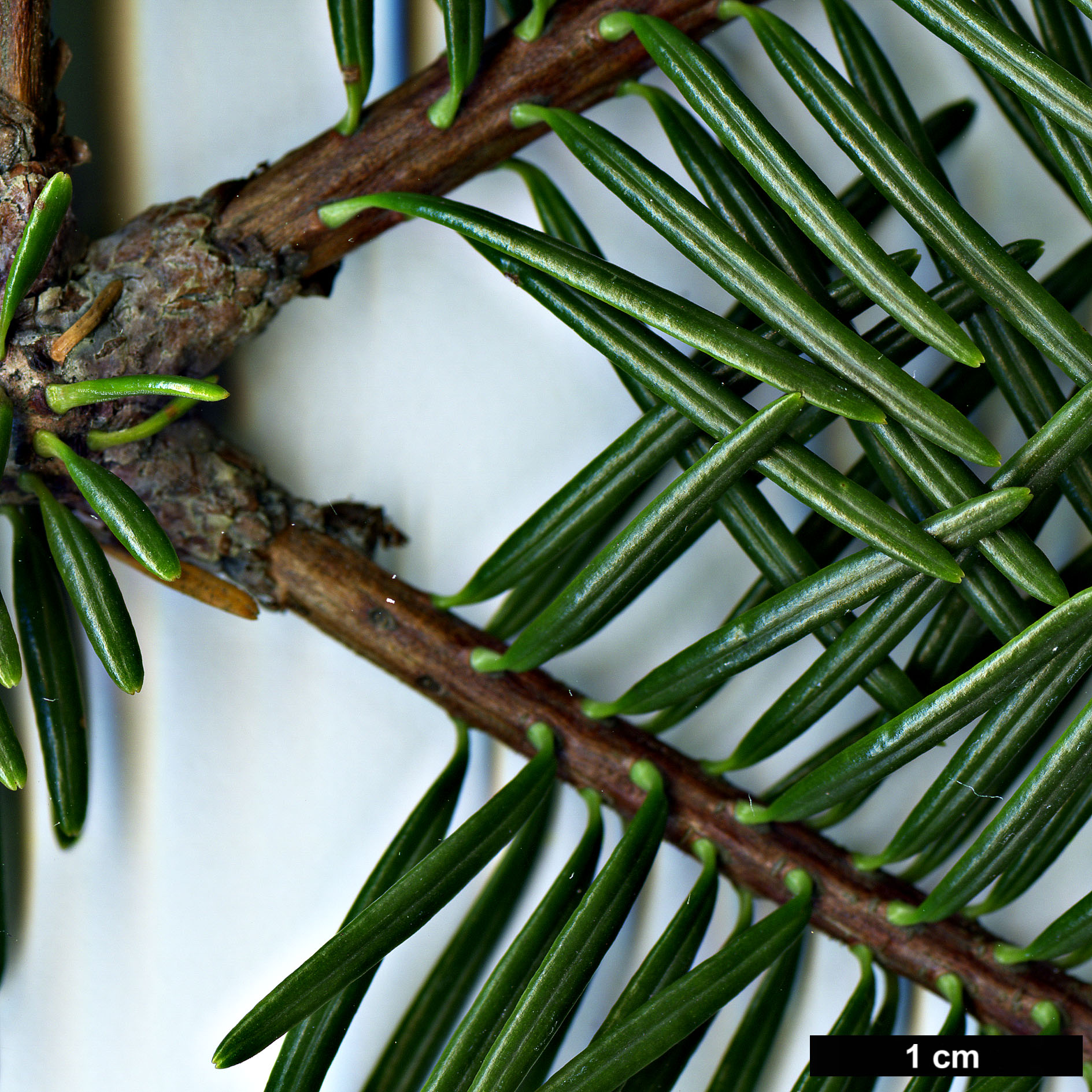 High resolution image: Family: Pinaceae - Genus: Abies - Taxon: fordei