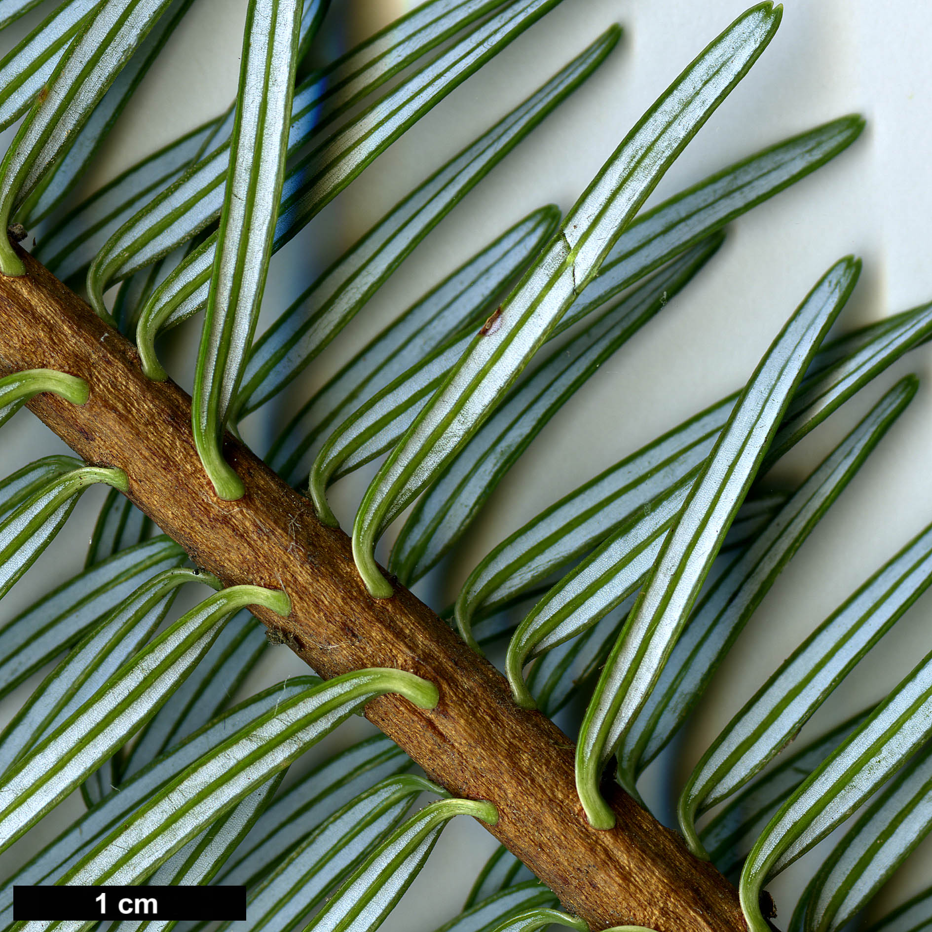 High resolution image: Family: Pinaceae - Genus: Abies - Taxon: forrestii