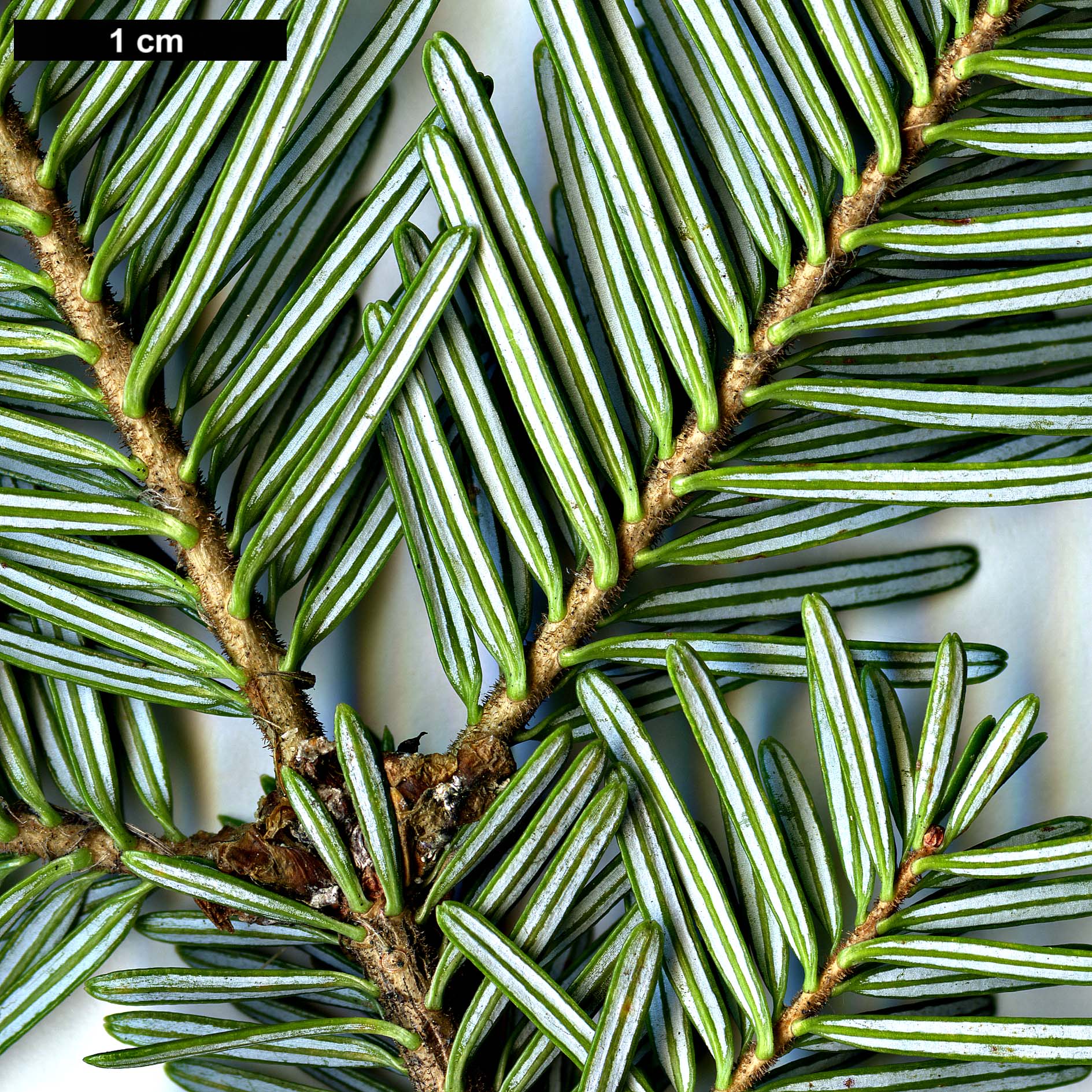 High resolution image: Family: Pinaceae - Genus: Abies - Taxon: fraseri