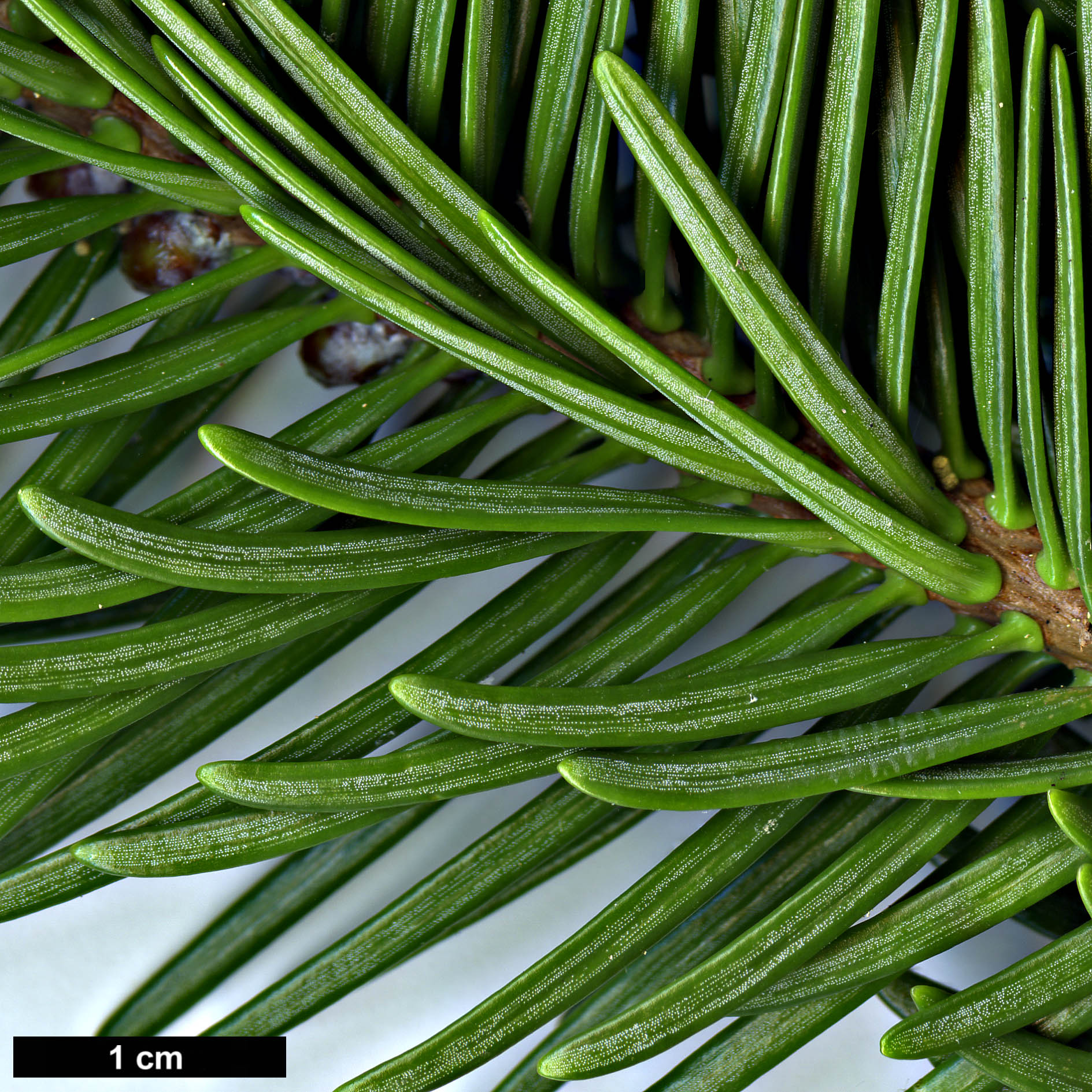 High resolution image: Family: Pinaceae - Genus: Abies - Taxon: gamblei High resolution image: Family: Pinaceae - Genus: Abies - Taxon: gamblei